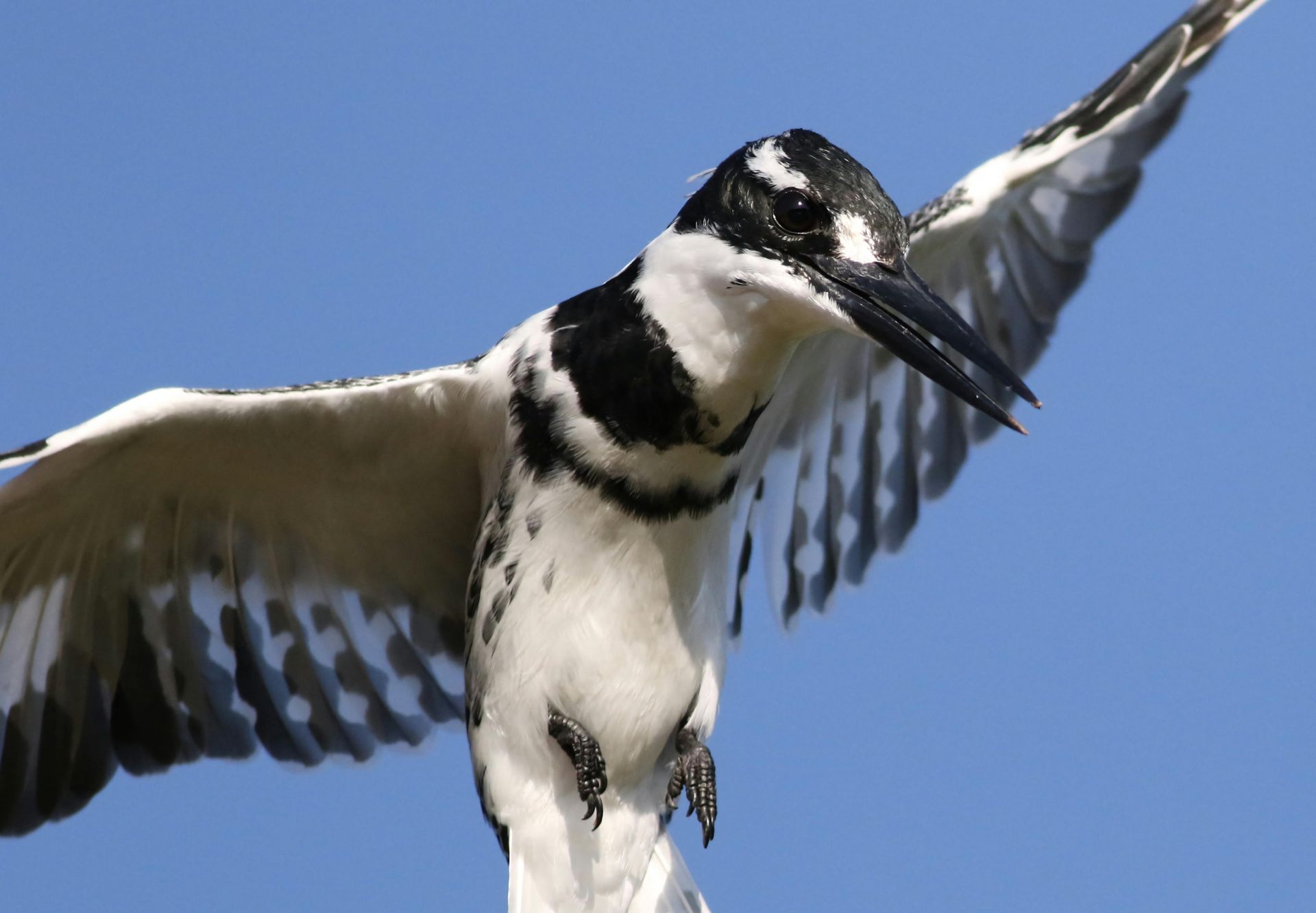 Pied kingfisher with wings spread, black and white plumage against a blue sky.