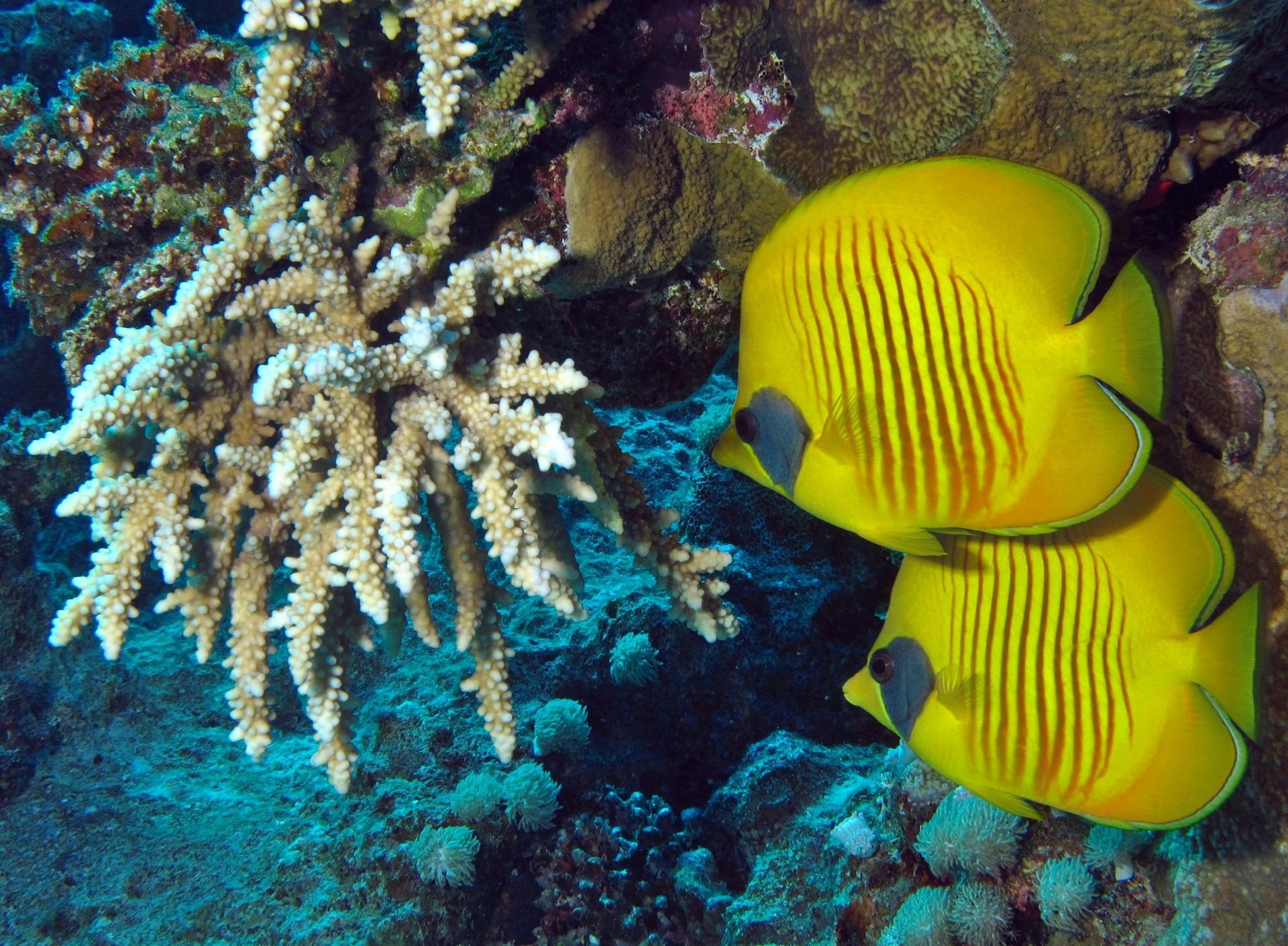 Two yellow butterflyfish with black eye spots swim near white coral in a blue underwater setting.