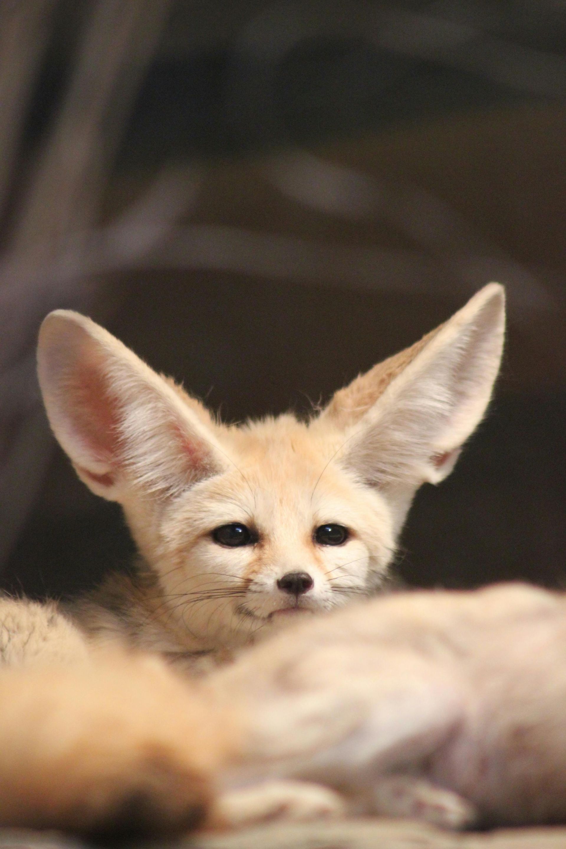 Fennec fox with large ears peering forward. Beige fur with dark eyes.