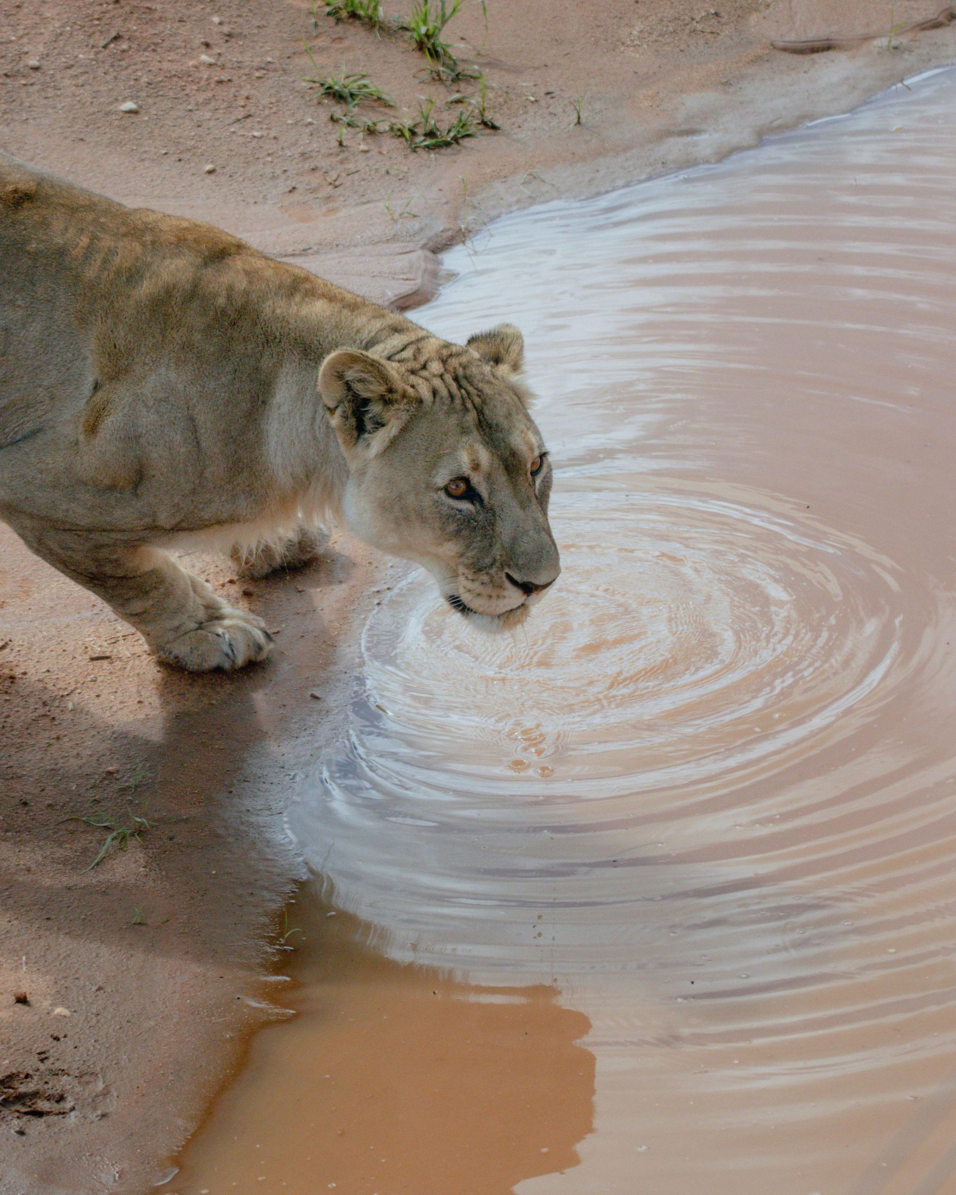 Lioness drinking from a muddy watering hole, concentric ripples spread.
