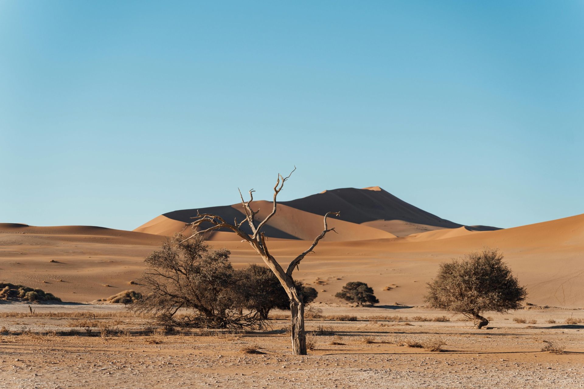 Desert landscape with sand dunes, sparse trees, and a mountain under a clear blue sky.