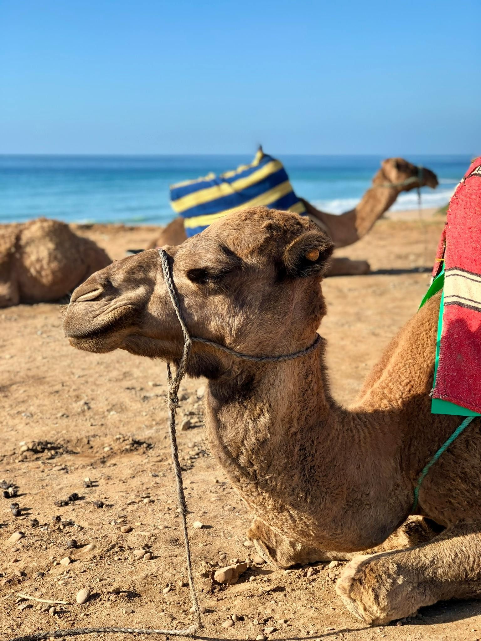 Camels resting on a sandy beach, ocean in background. One camel is in focus, wearing a saddle.