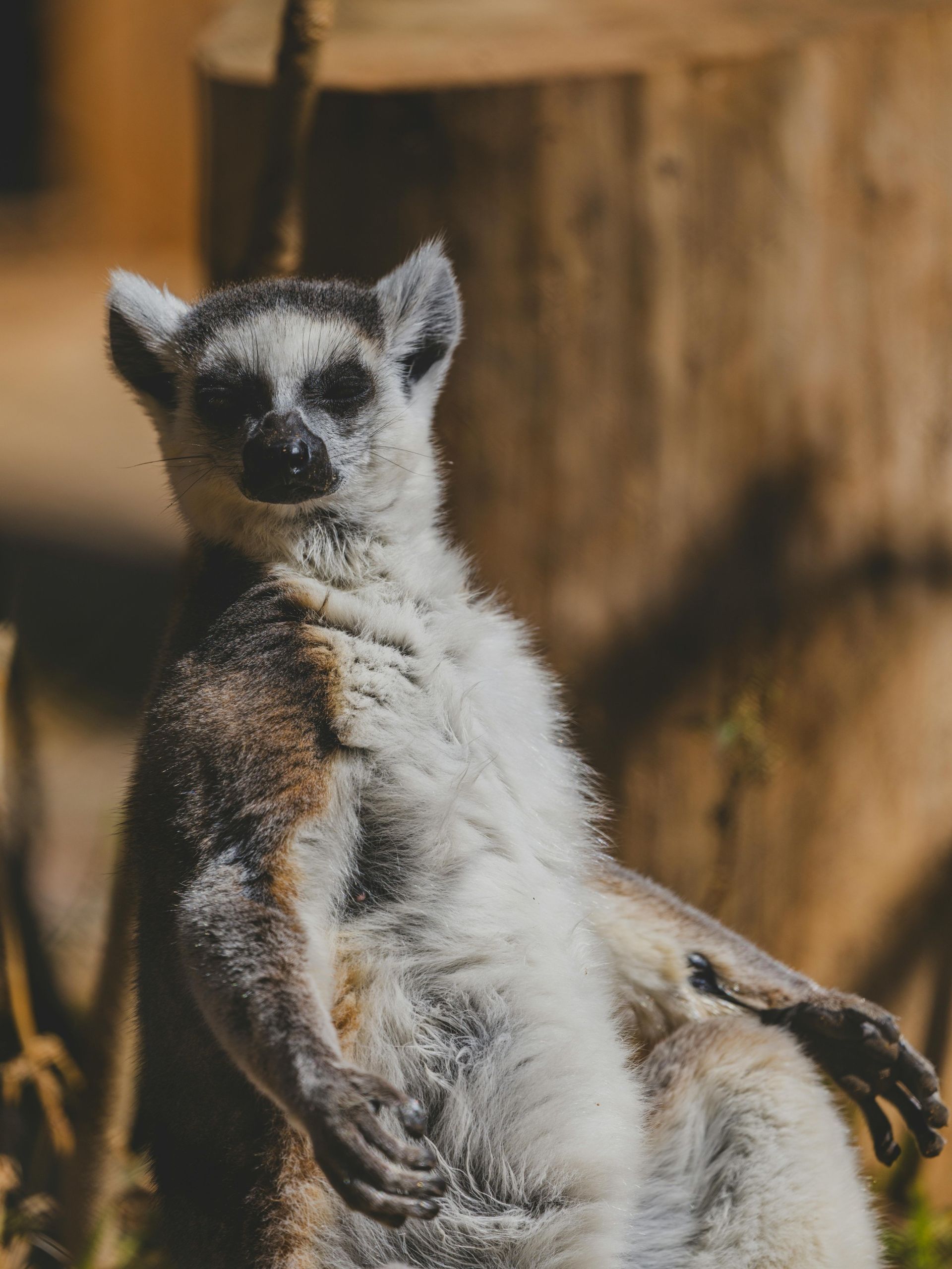 Ring-tailed lemur, resting upright against a tree trunk. It has a gray body and black and white face.