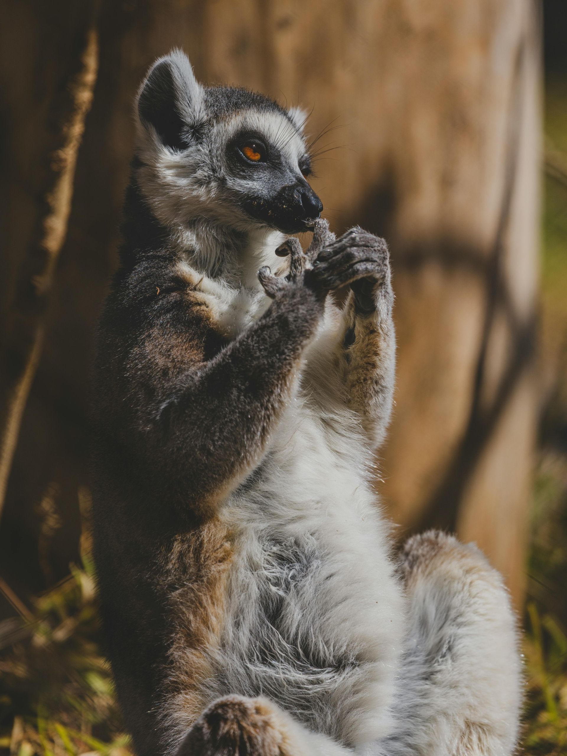 Ring-tailed lemur with a gray and white coat, sitting upright, eating, with a tree trunk in the background.