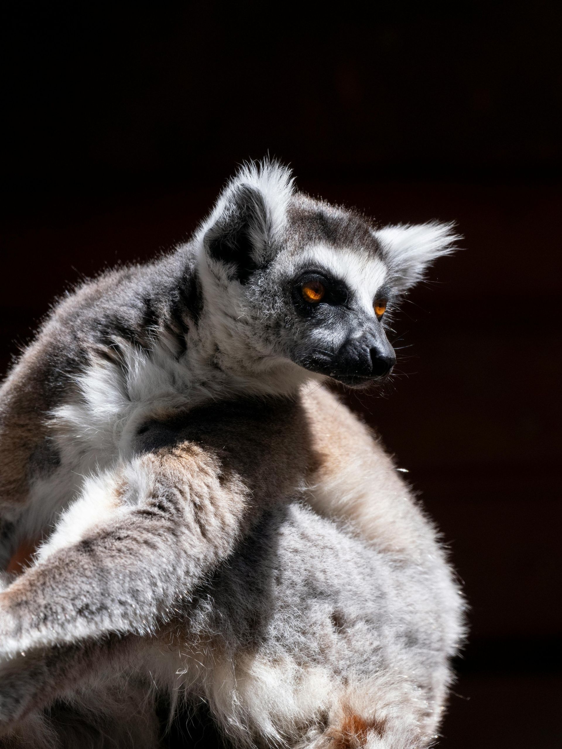 Ring-tailed lemur with white and gray fur, brown eyes, and black nose, looking to the side.