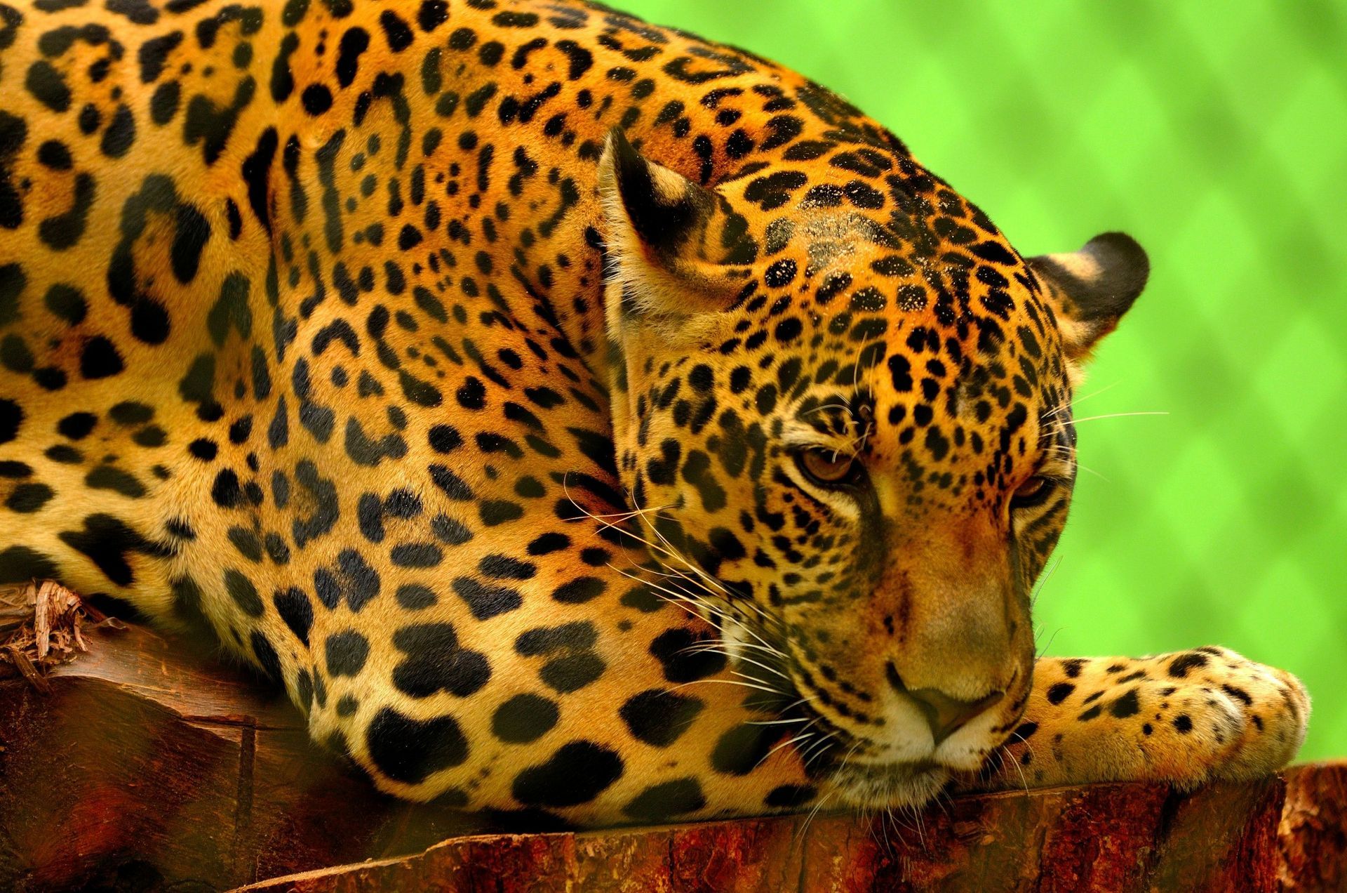 Jaguar resting its head on a wood surface, in front of a green background. Spotted fur is visible.