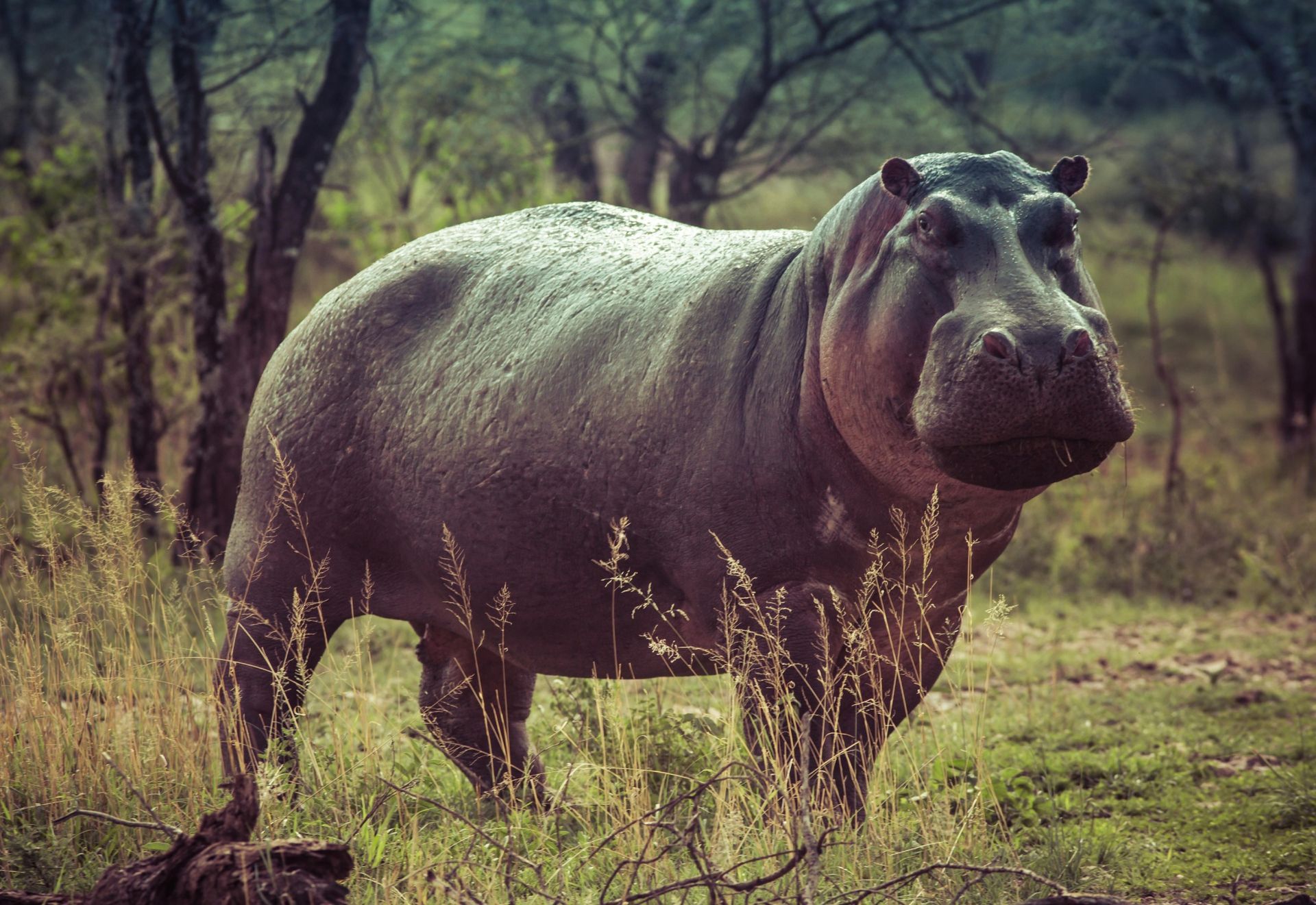 Hippopotamus in tall grass, looking toward the camera. Green and brown tones, trees in the background.