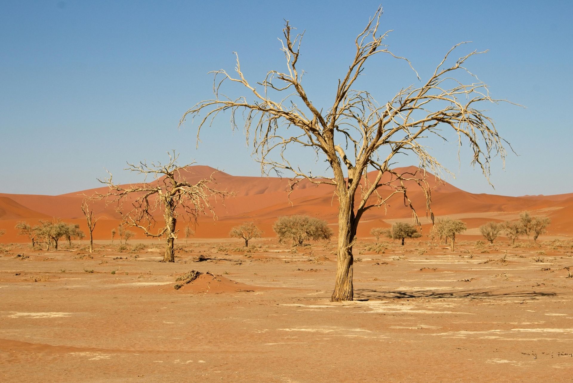 Barren trees in a desert landscape with red sand dunes and clear blue sky.