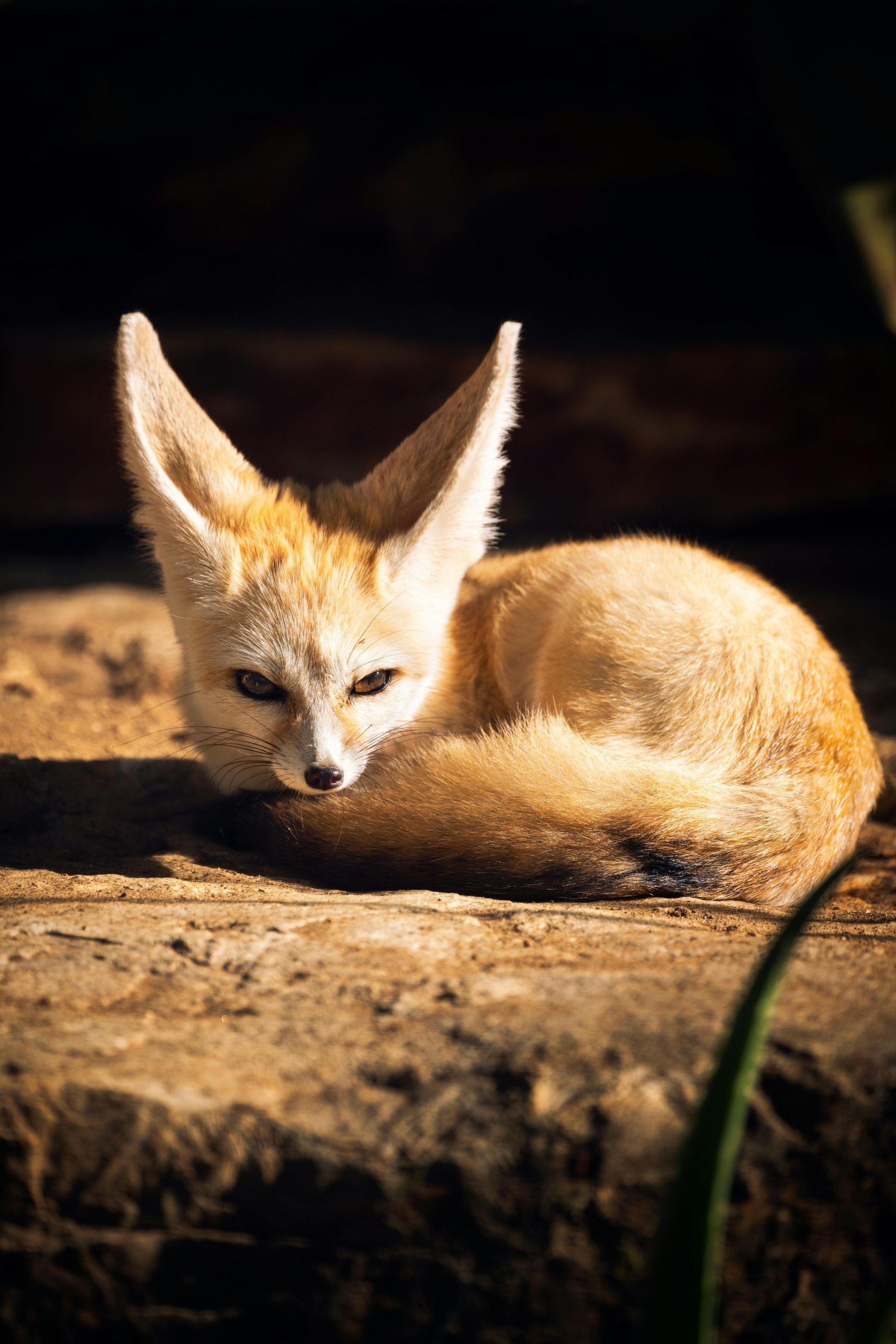 Fennec fox curled up, with large ears, in the shade; light brown fur.
