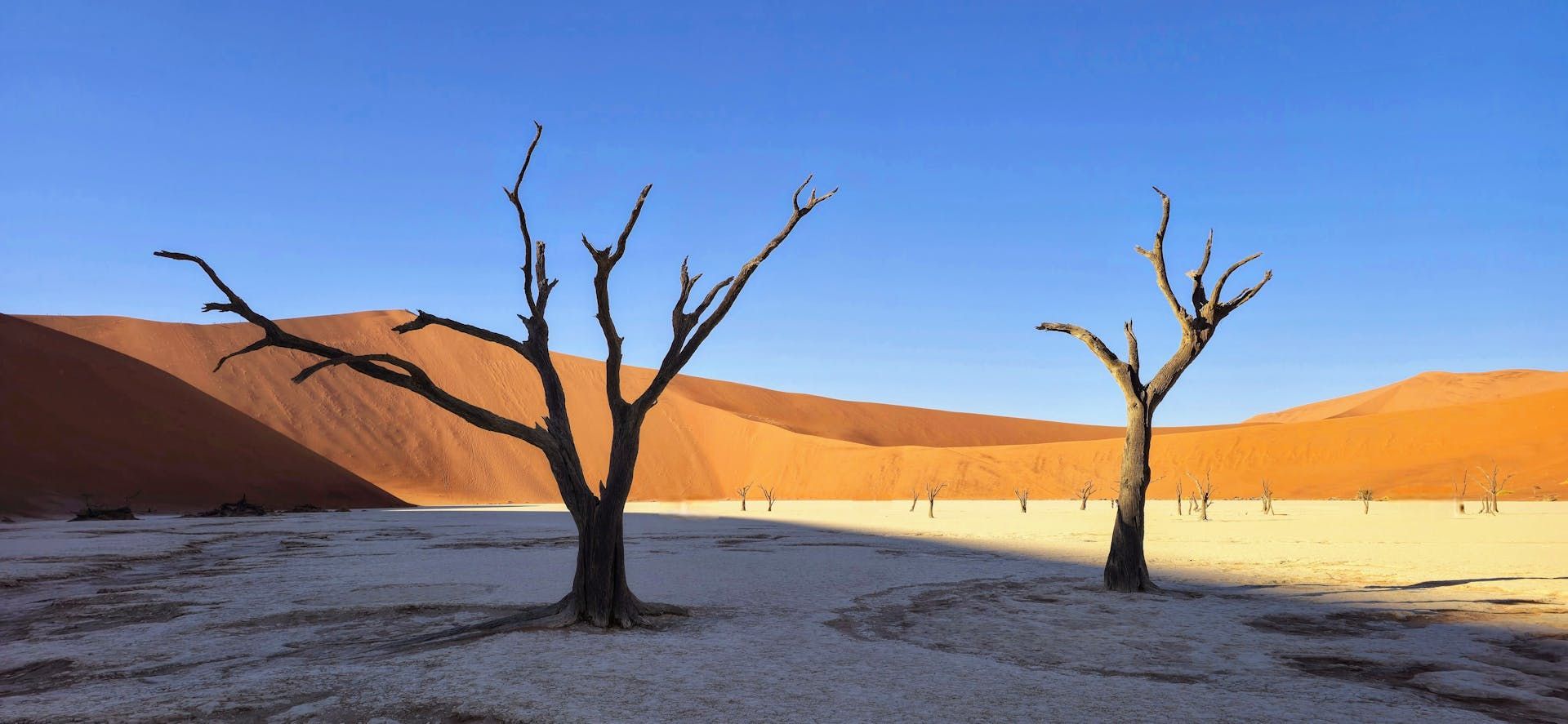 Barren trees in a desert landscape against orange sand dunes and a clear blue sky.