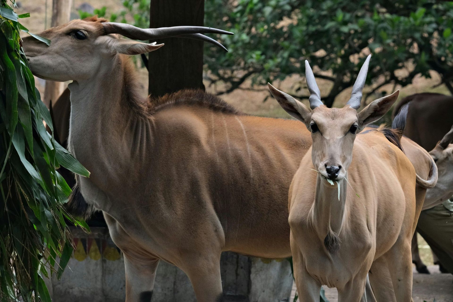 Two tan elands eating leaves. One has curved horns, other has straight. Green foliage and trees in background.