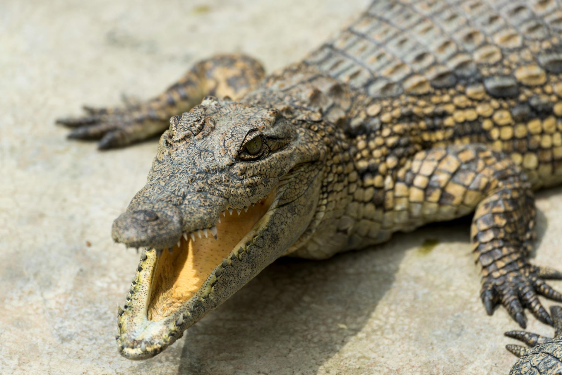 Crocodile with open mouth, displaying teeth, on a light-colored surface.