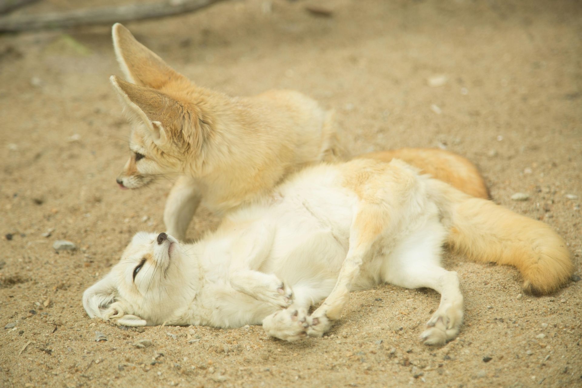 Two fennec foxes on sand; one lying down, the other standing, both with large ears.