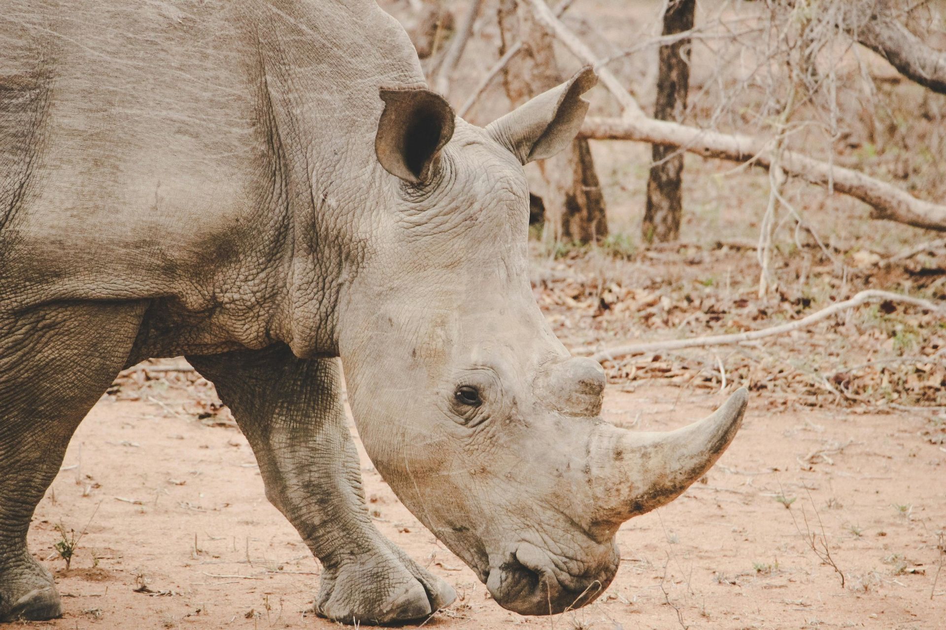 Rhino with prominent horn grazing on dry ground near sparse trees.