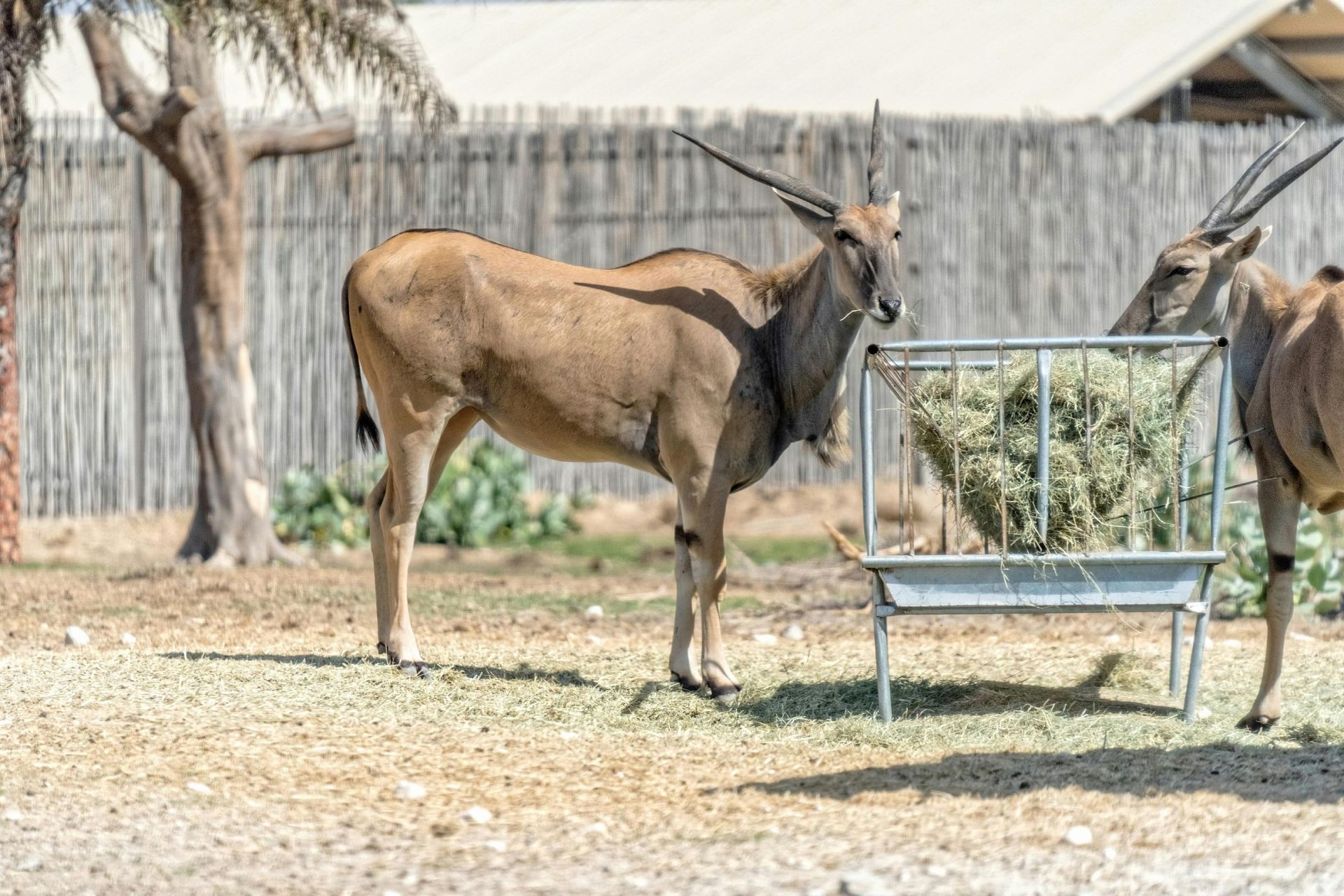 Two elands eating hay from a metal feeder in a grassy enclosure.