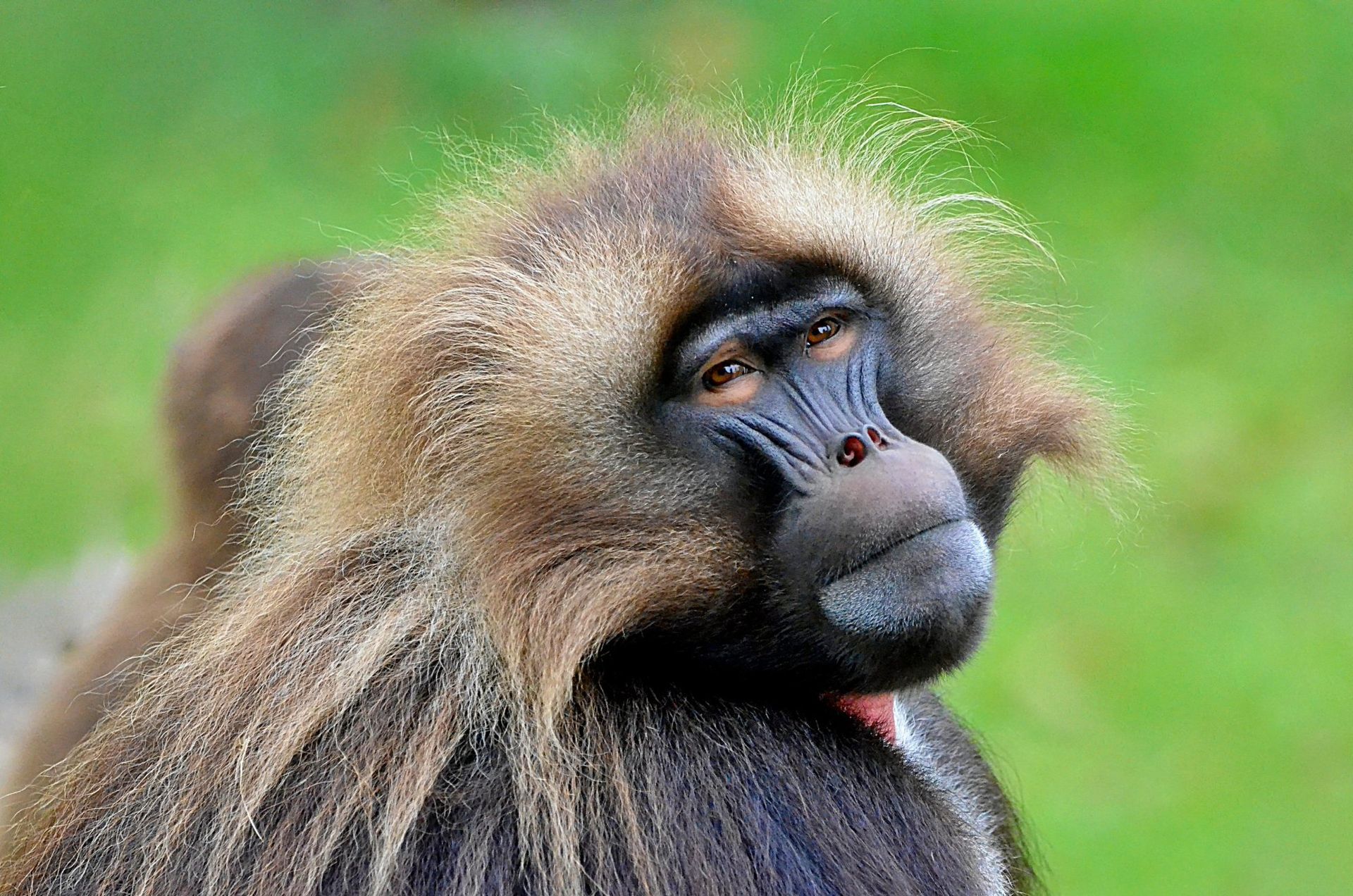 Gelada baboon with shaggy brown fur and a thoughtful expression, set against a green background.