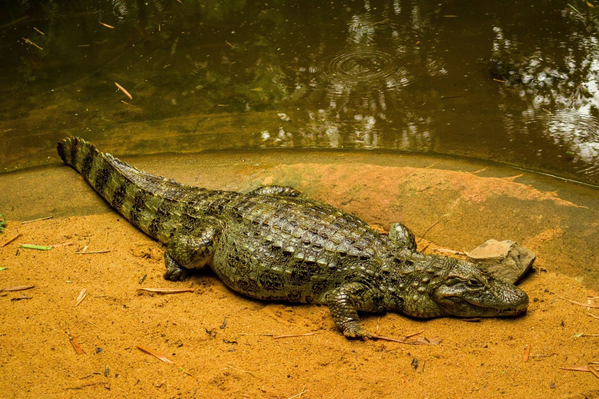 Crocodile on sandy bank next to water. Green and brown mottled scales.