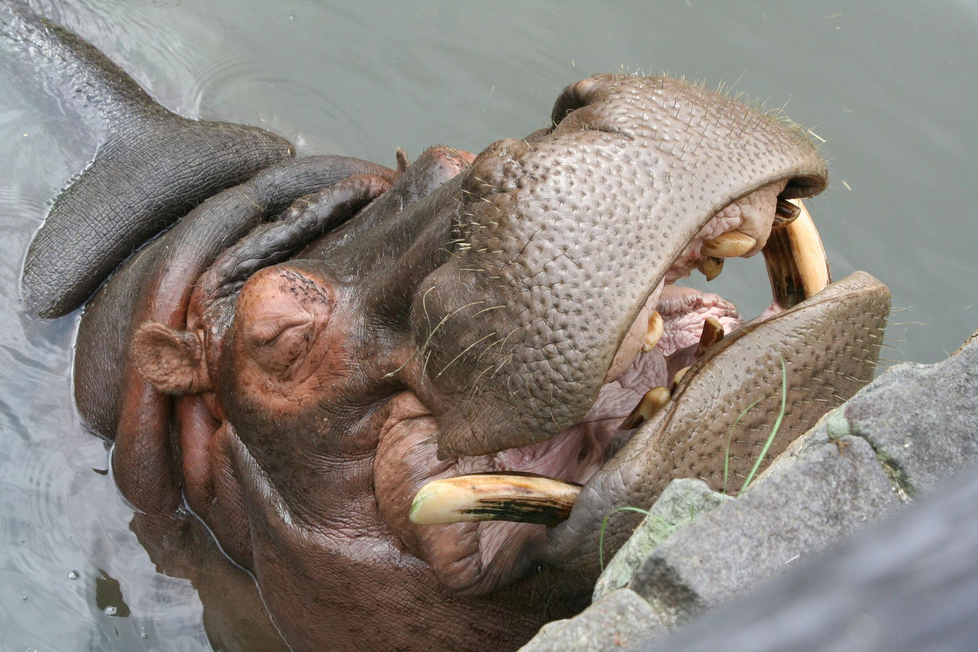 Hippopotamus with mouth open, showing large tusks, in water near a rock.