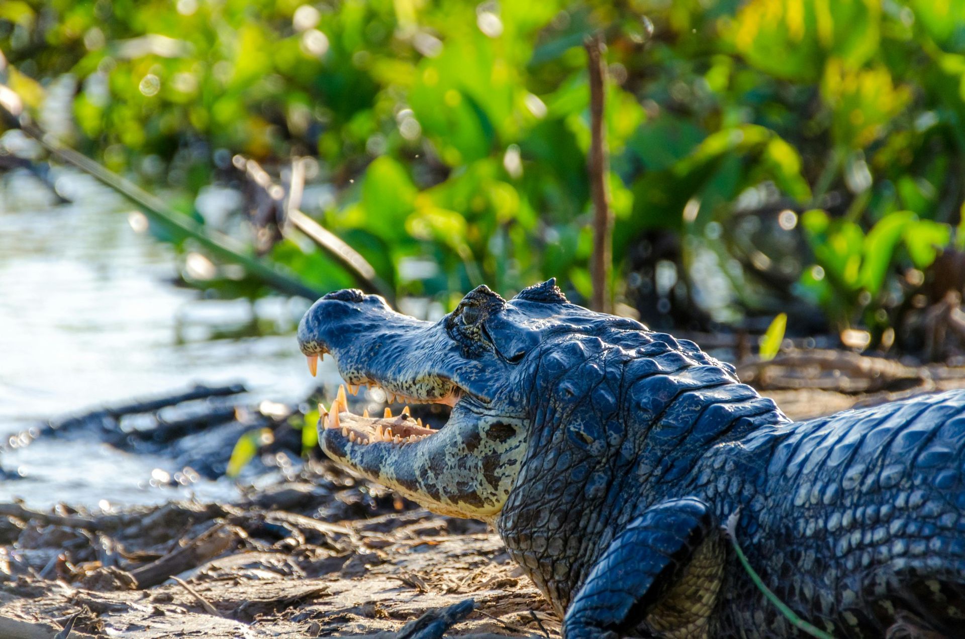 Caiman with open jaws on a muddy bank near water and green plants.