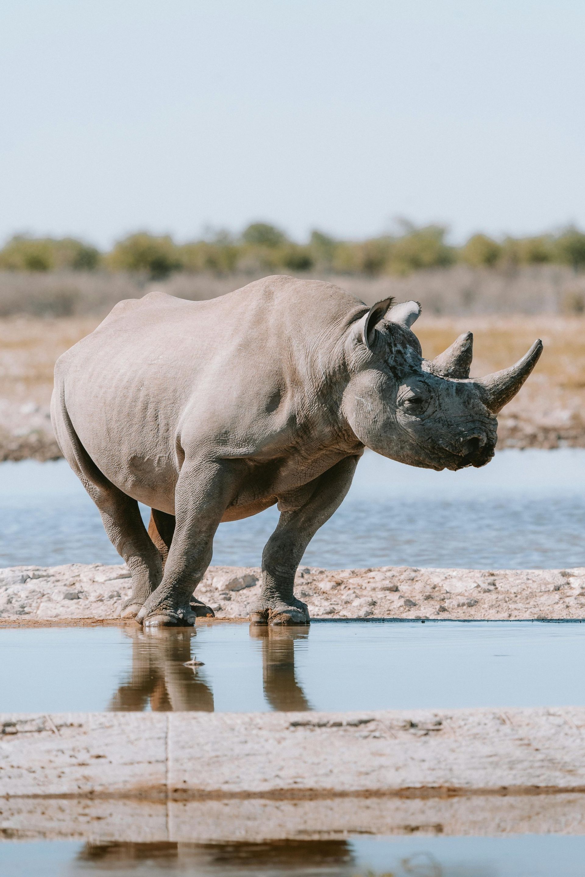 Black rhinoceros standing in water, reflected in pool. Light gray skin, two horns, African savanna background.