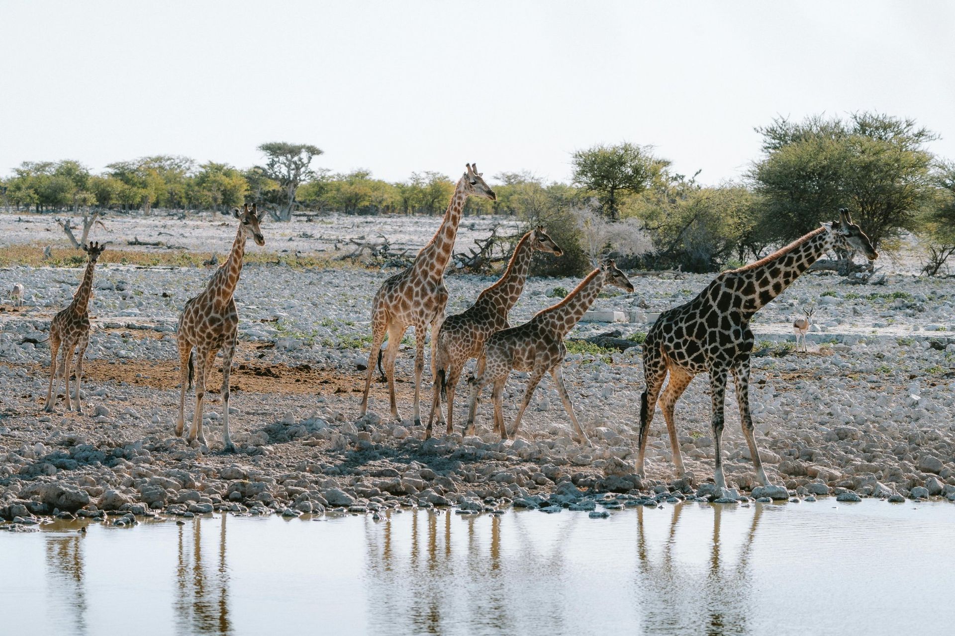 Group of giraffes at a watering hole in a dry landscape, some drinking, reflecting in the water.