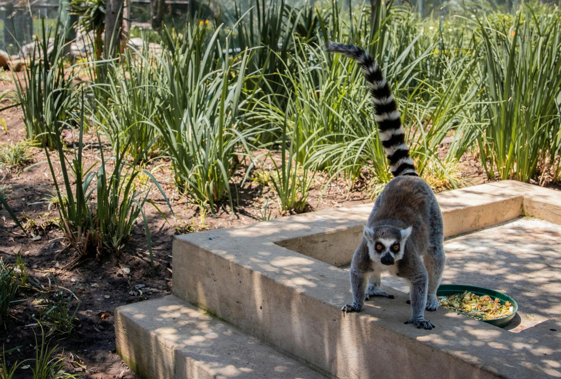 Andasibe-Mantadia National Park