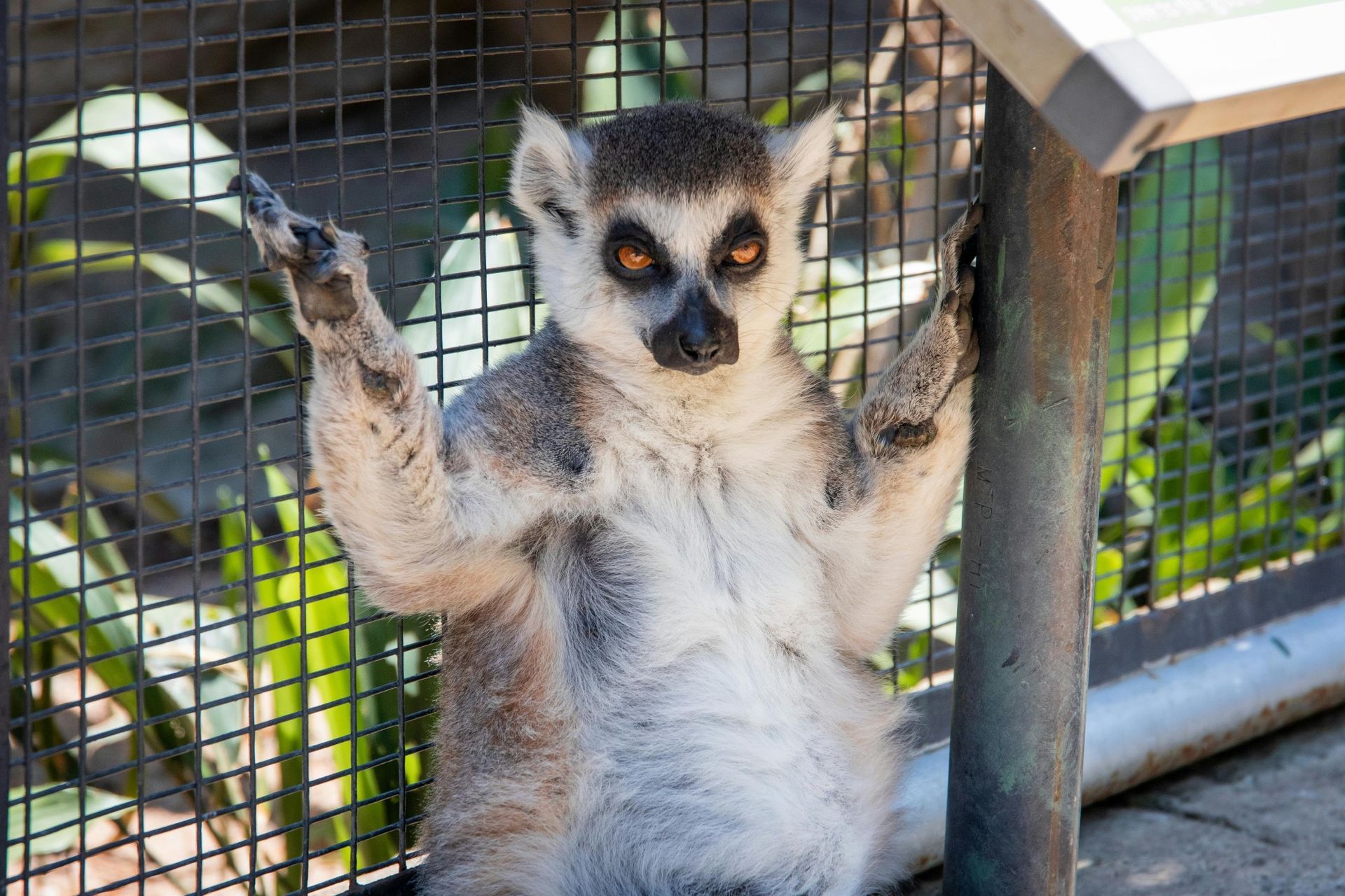 Ring-tailed lemur, arms raised, against a wire fence, with a curious expression.