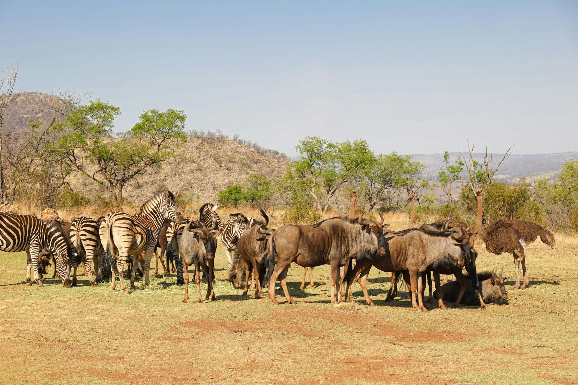 Zebras, wildebeest, and an ostrich graze on dry savanna under a clear blue sky.