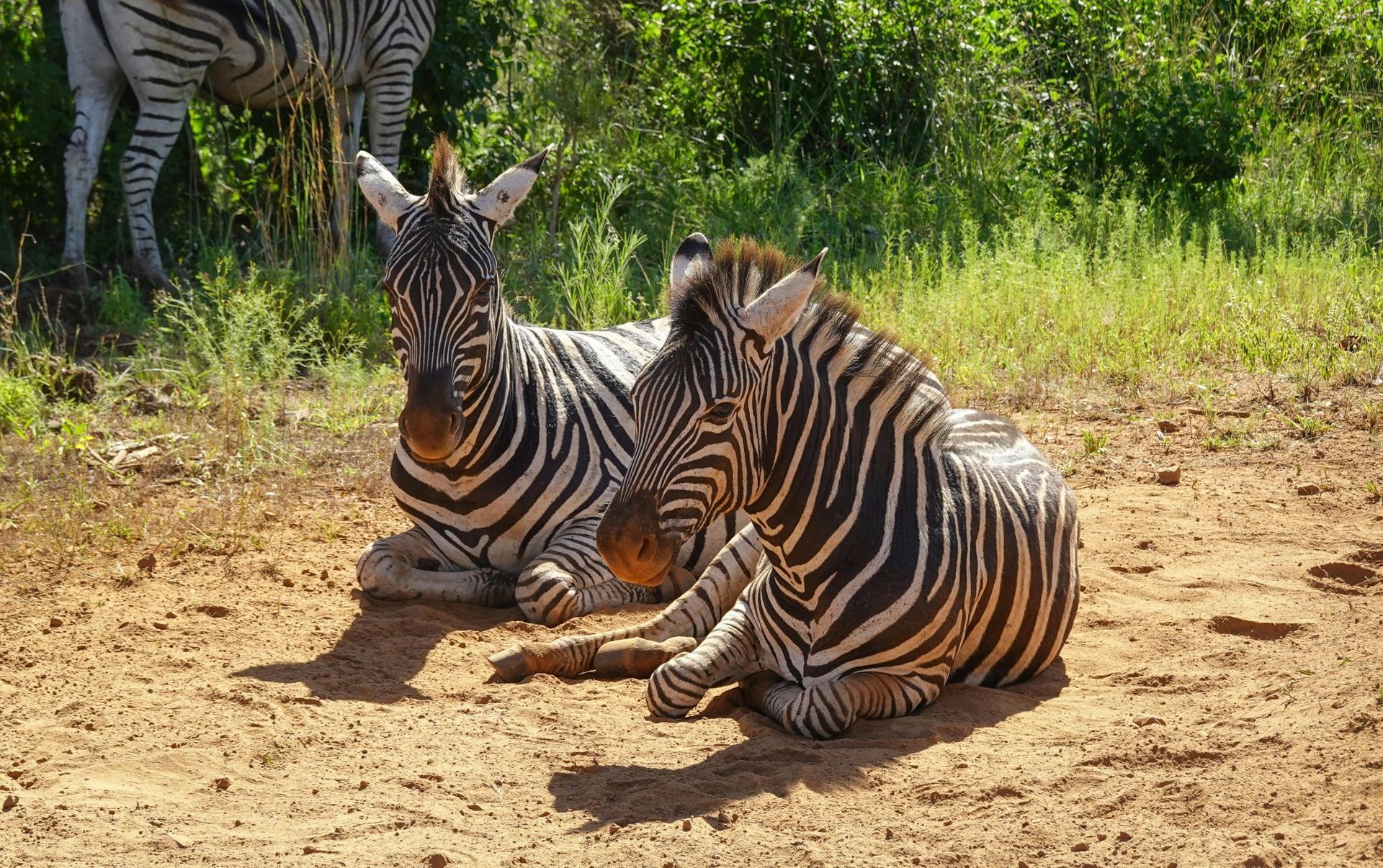 Two zebras resting on dirt, one looking at the camera, with a third zebra and green foliage in the background.