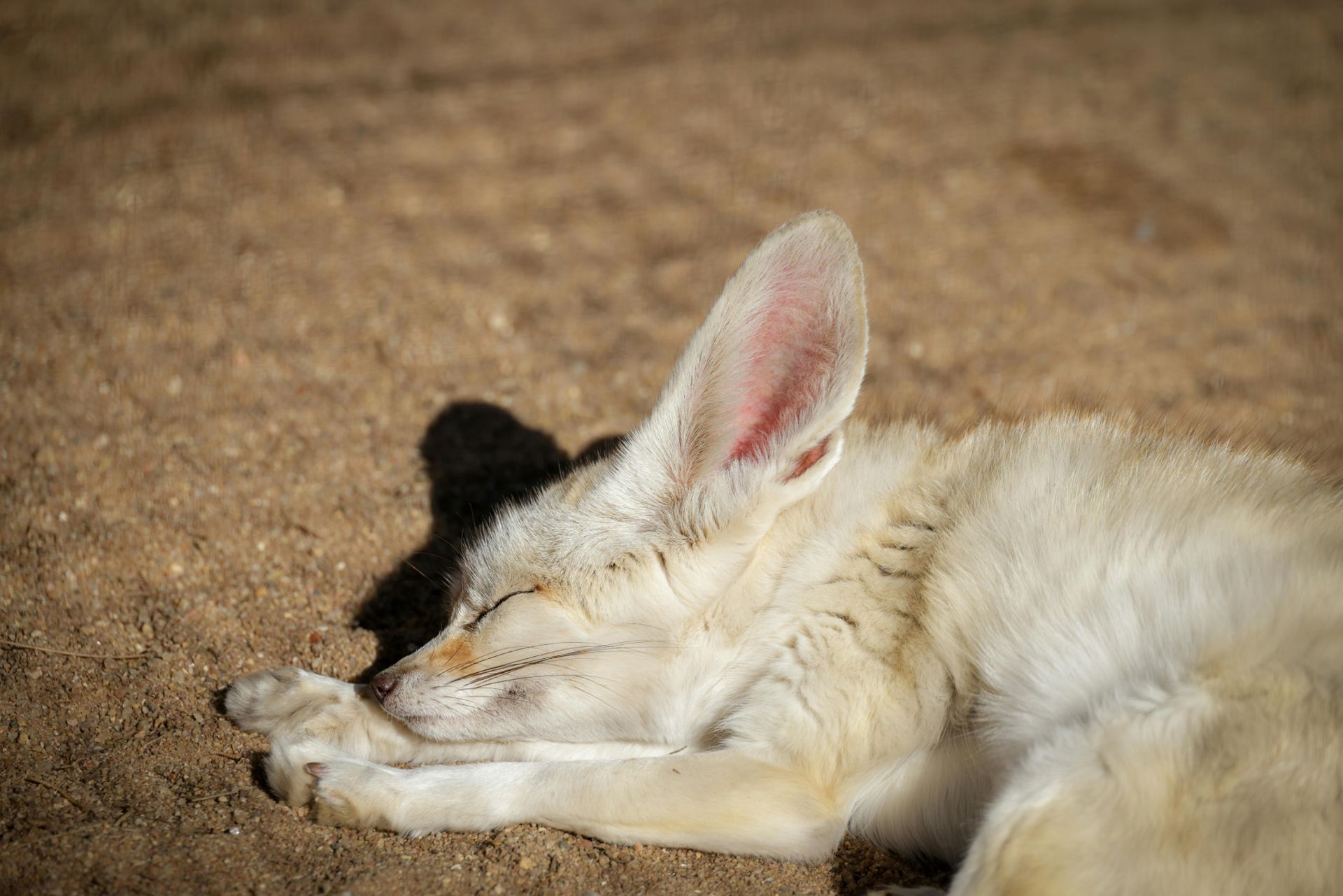 Fennec fox sleeping on sand; closed eyes, large ears, white fur, shadow visible.