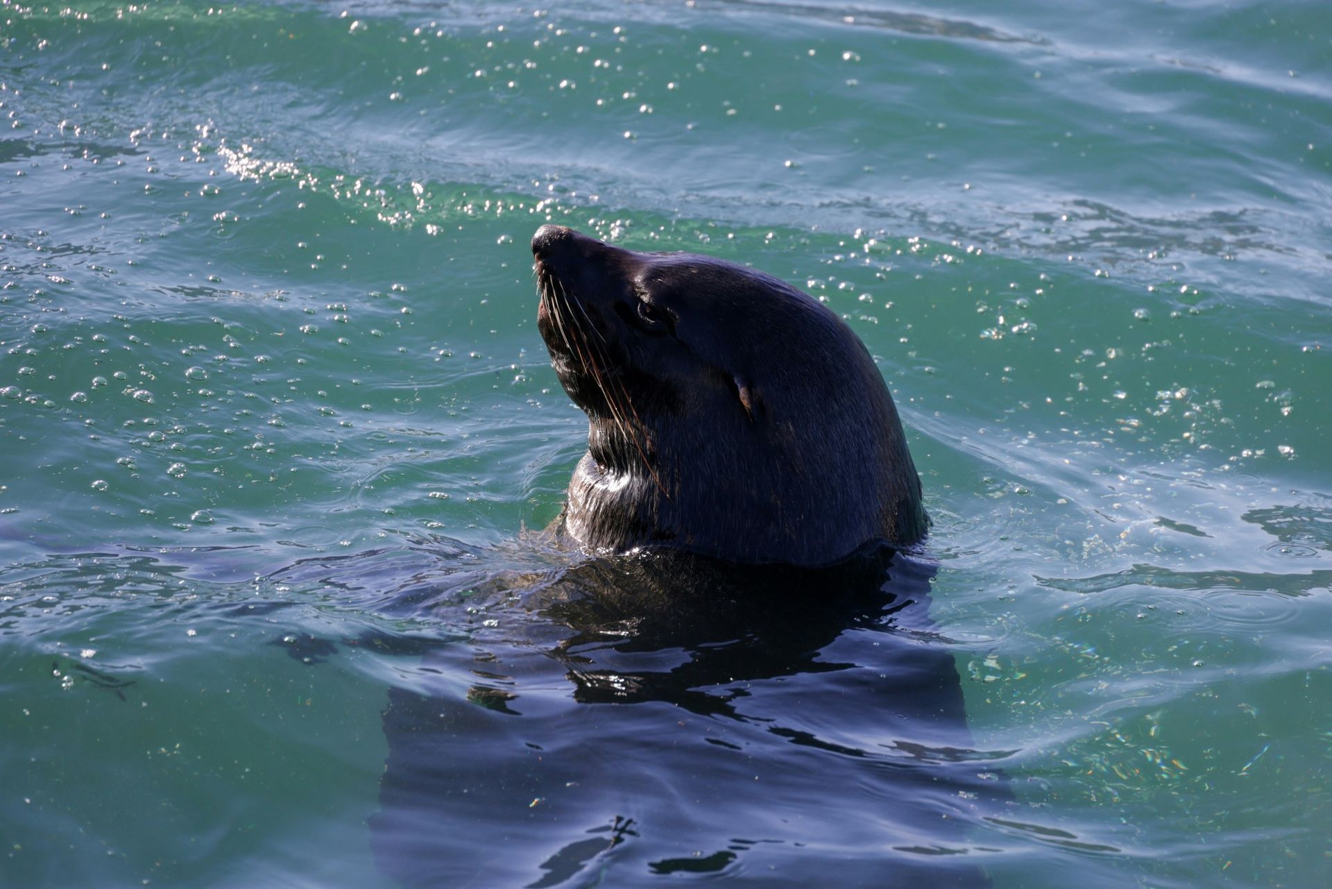 Seal in turquoise water, head tilted up, sun glinting off the surface.