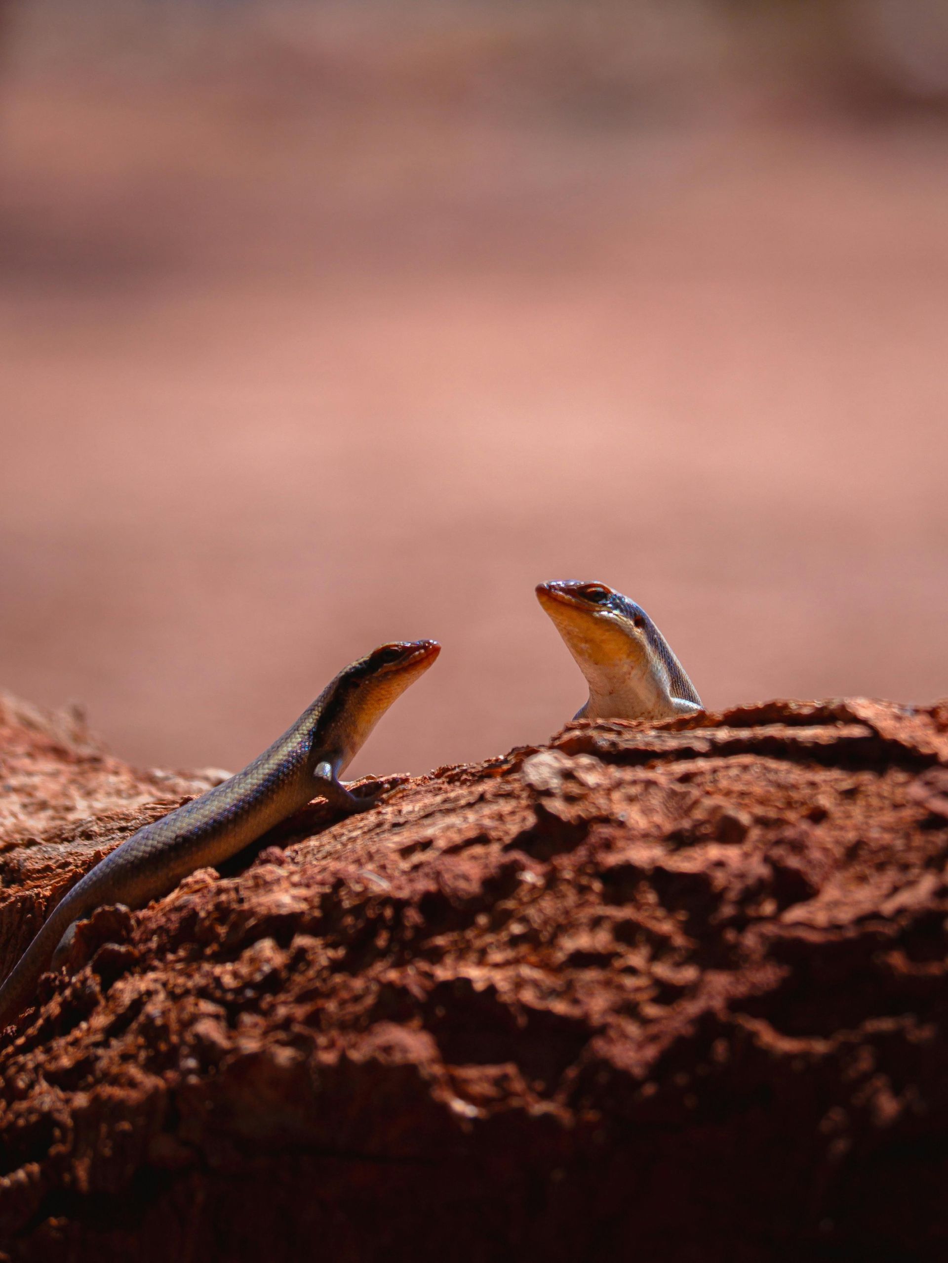 Two skinks with orange heads perched on red-brown wood, facing each other.