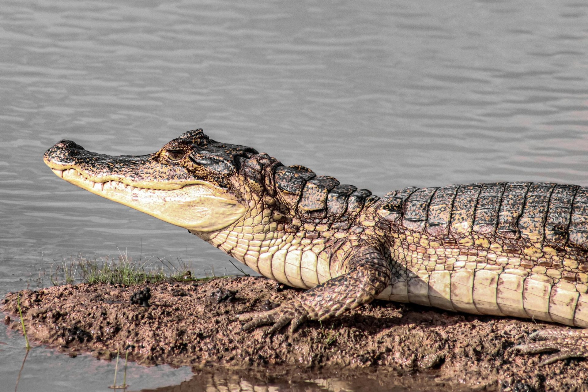 Alligator on a muddy bank near water, looking up with its mouth closed.