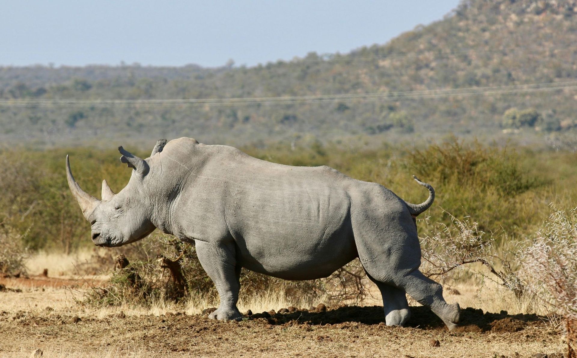 White rhinoceros in a field, horn visible. Mountains and shrubs in the background.