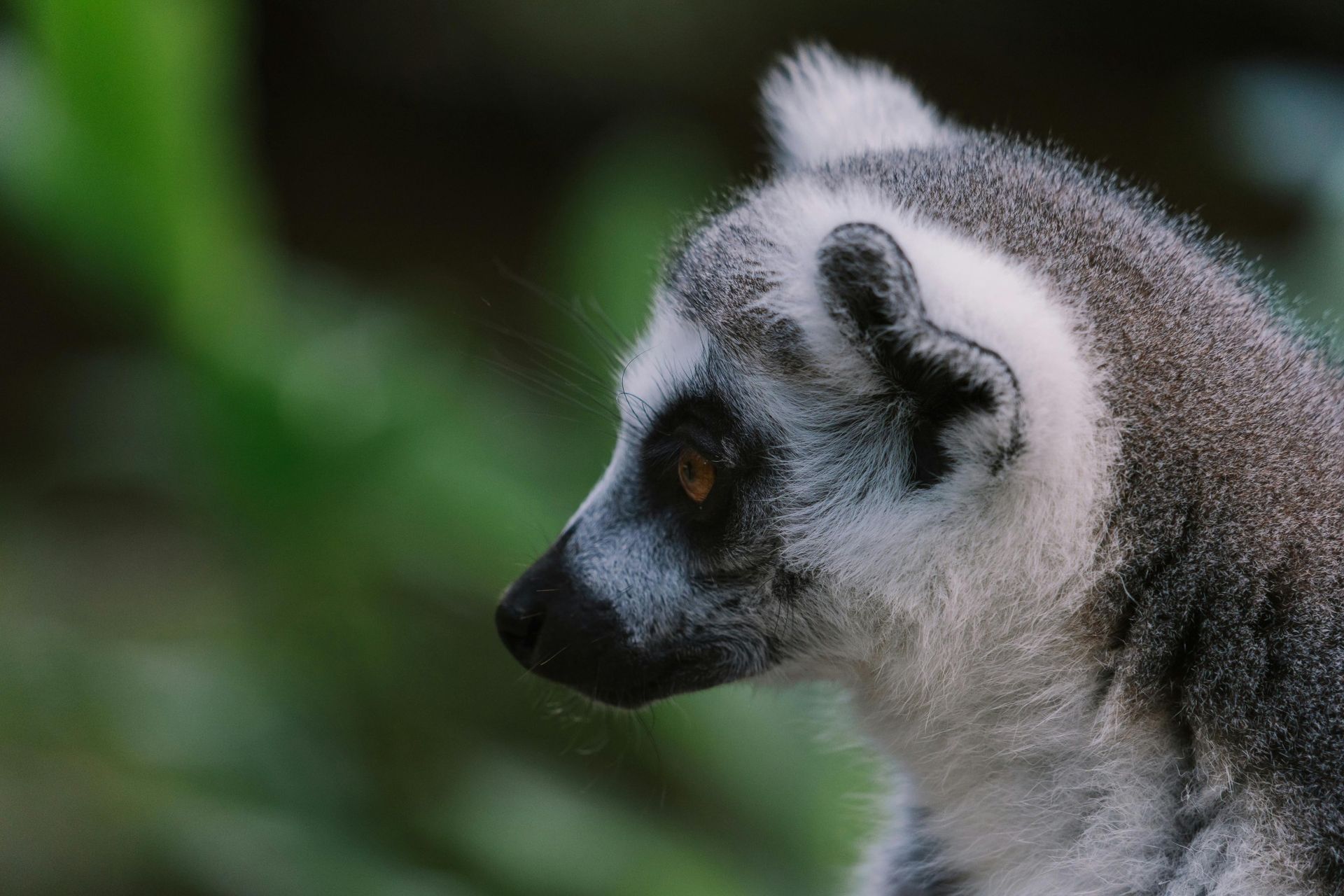 Ring-tailed lemur with white face, gray fur, and black nose, looking to the side with a blurred green background.