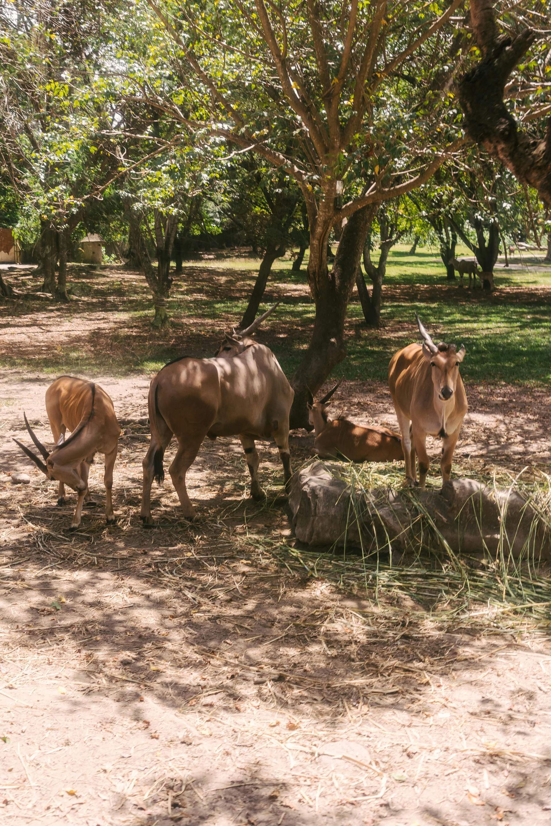 Several brown and tan antelopes in a shaded, grassy enclosure.