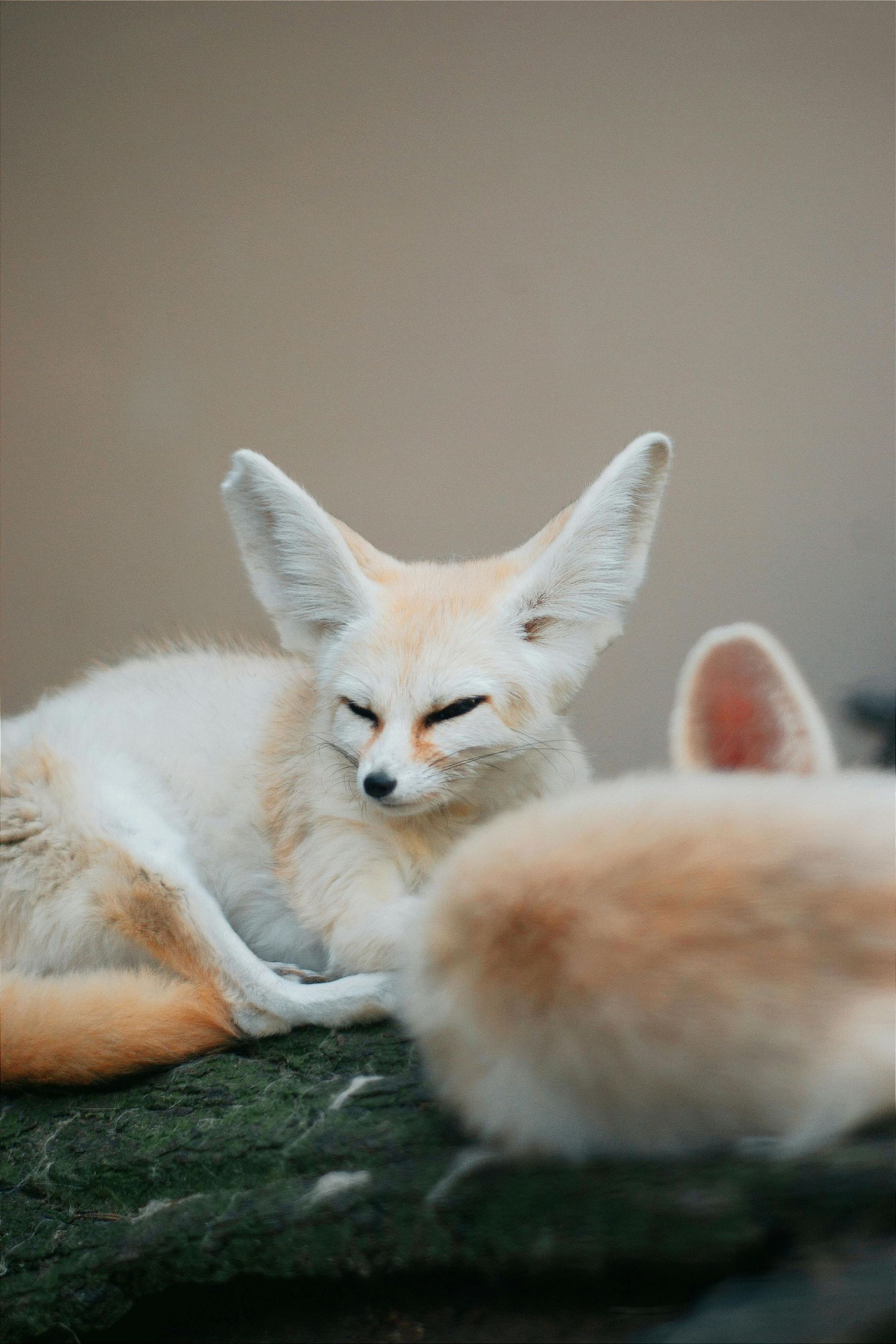 Fennec fox with large ears resting near another fox with blurred fur.