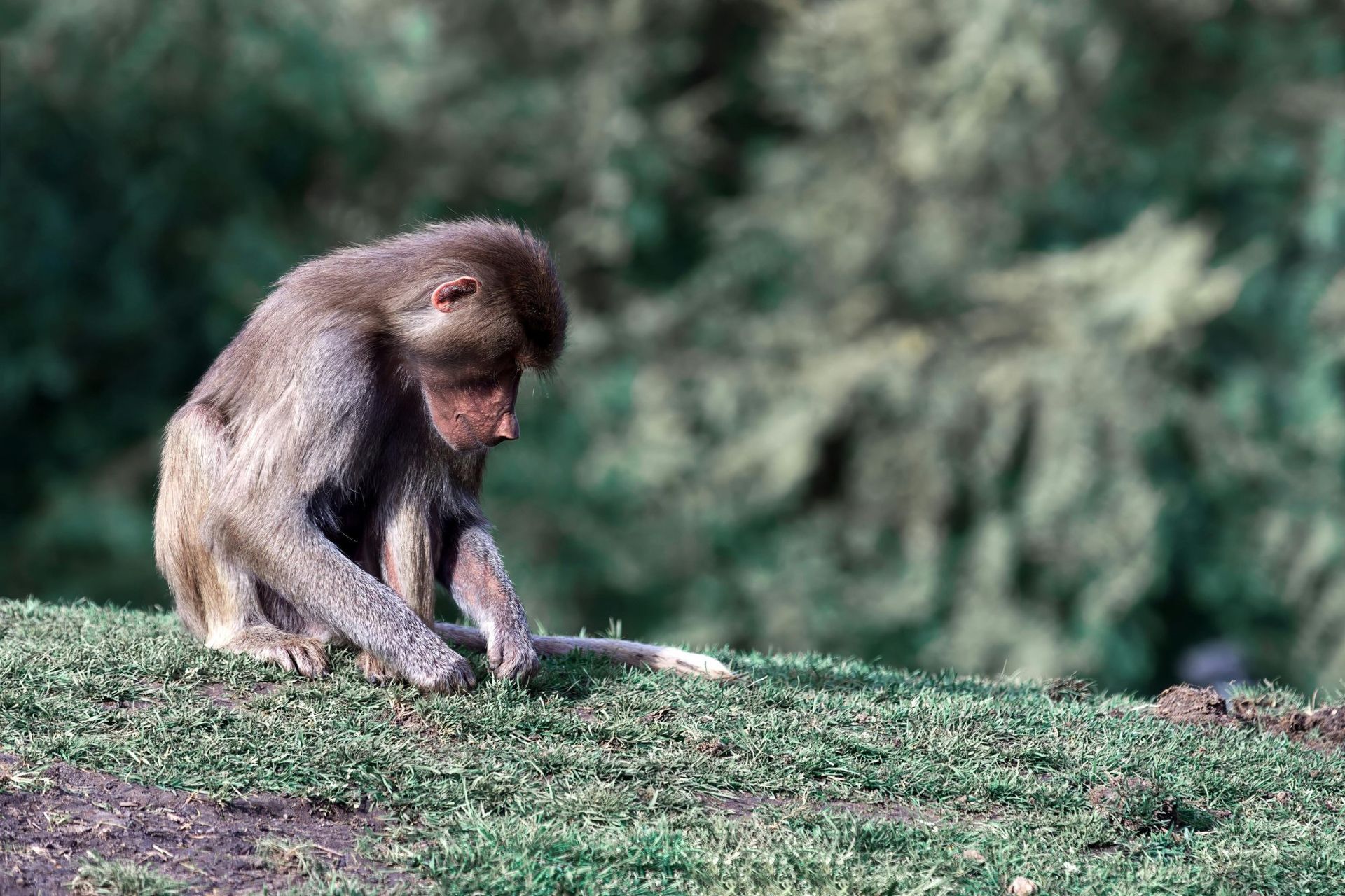 Baboon sitting on grassy hill, looking down. Blurred green trees in the background.