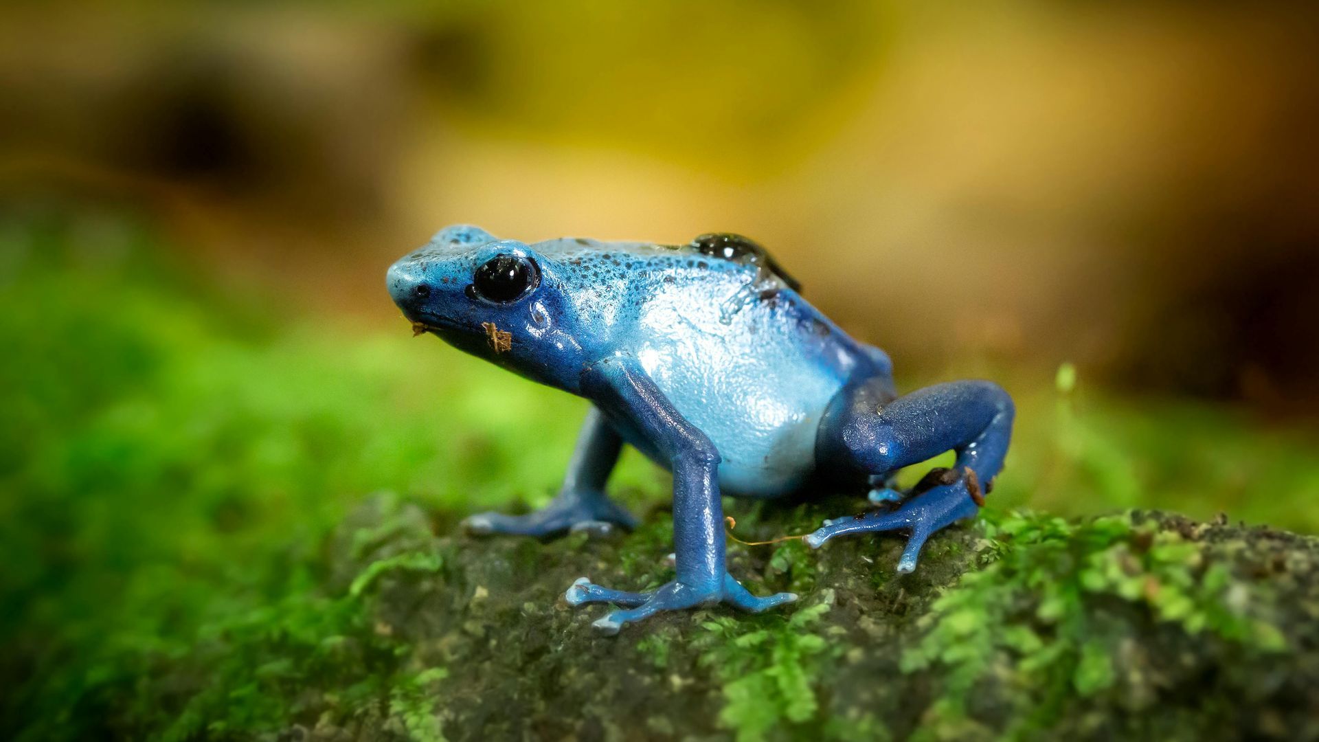 Blue poison dart frog on a mossy log, brightly colored in natural habitat.