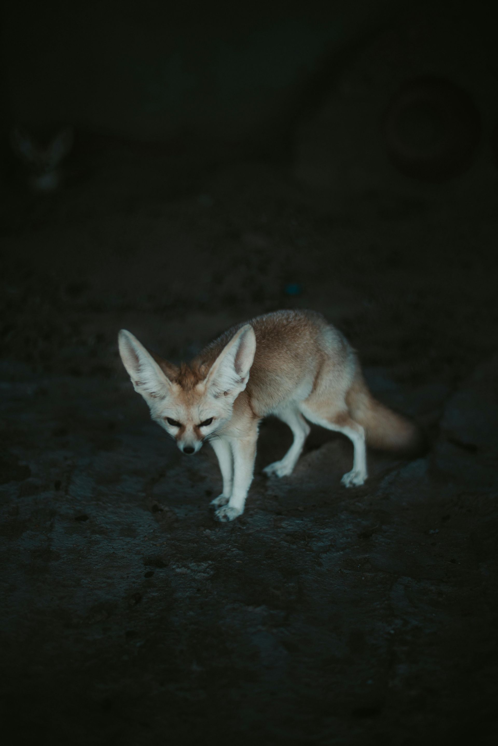 Fennec fox with large ears in a dark desert setting, looking downward.