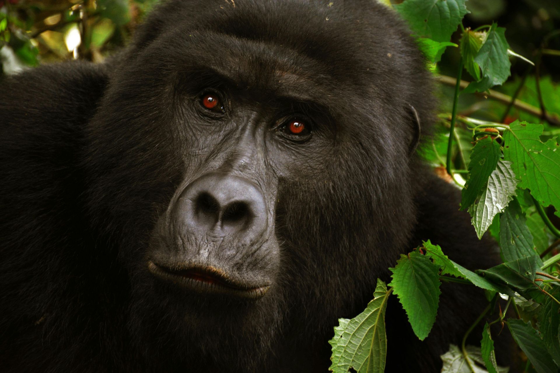 Silverback gorilla gazing forward, surrounded by green foliage.