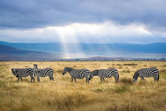 Zebras grazing in a grassy field with a mountain backdrop under a cloudy sky with sunbeams.