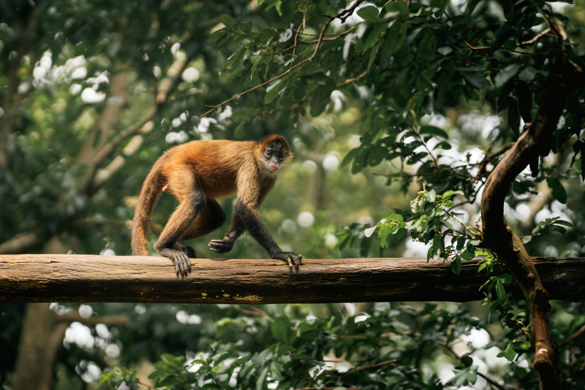 Monkey walking on a tree branch in a forest, brown fur, black limbs.