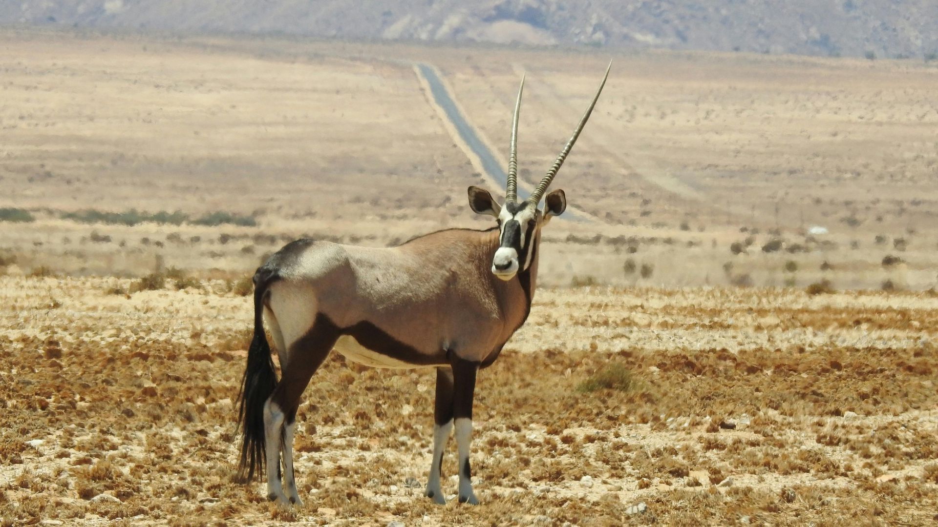Oryx stands in a dry, desert landscape. It has long, straight horns, and black and white markings.