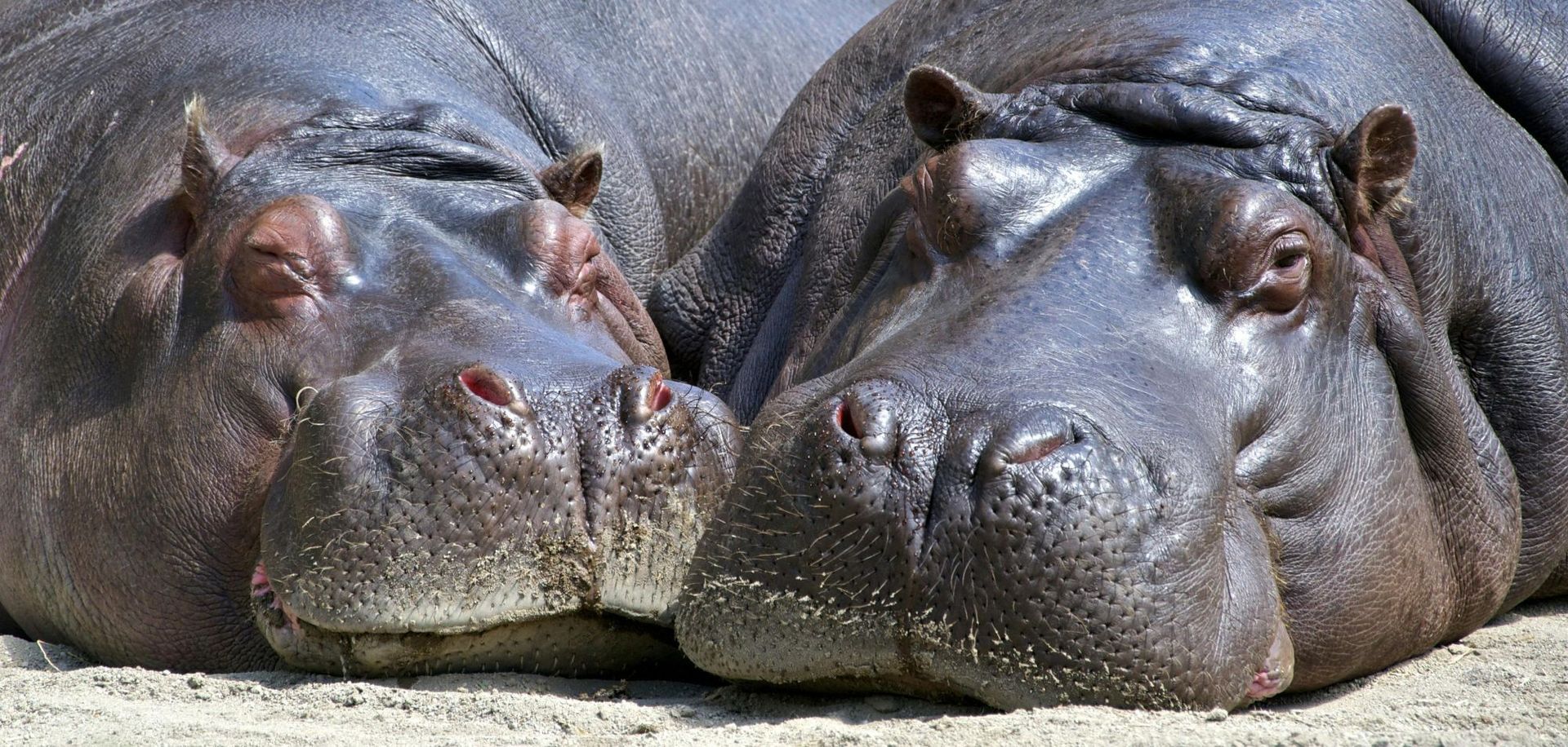 Two hippos lying down, close together. They are dark gray with wrinkled skin.