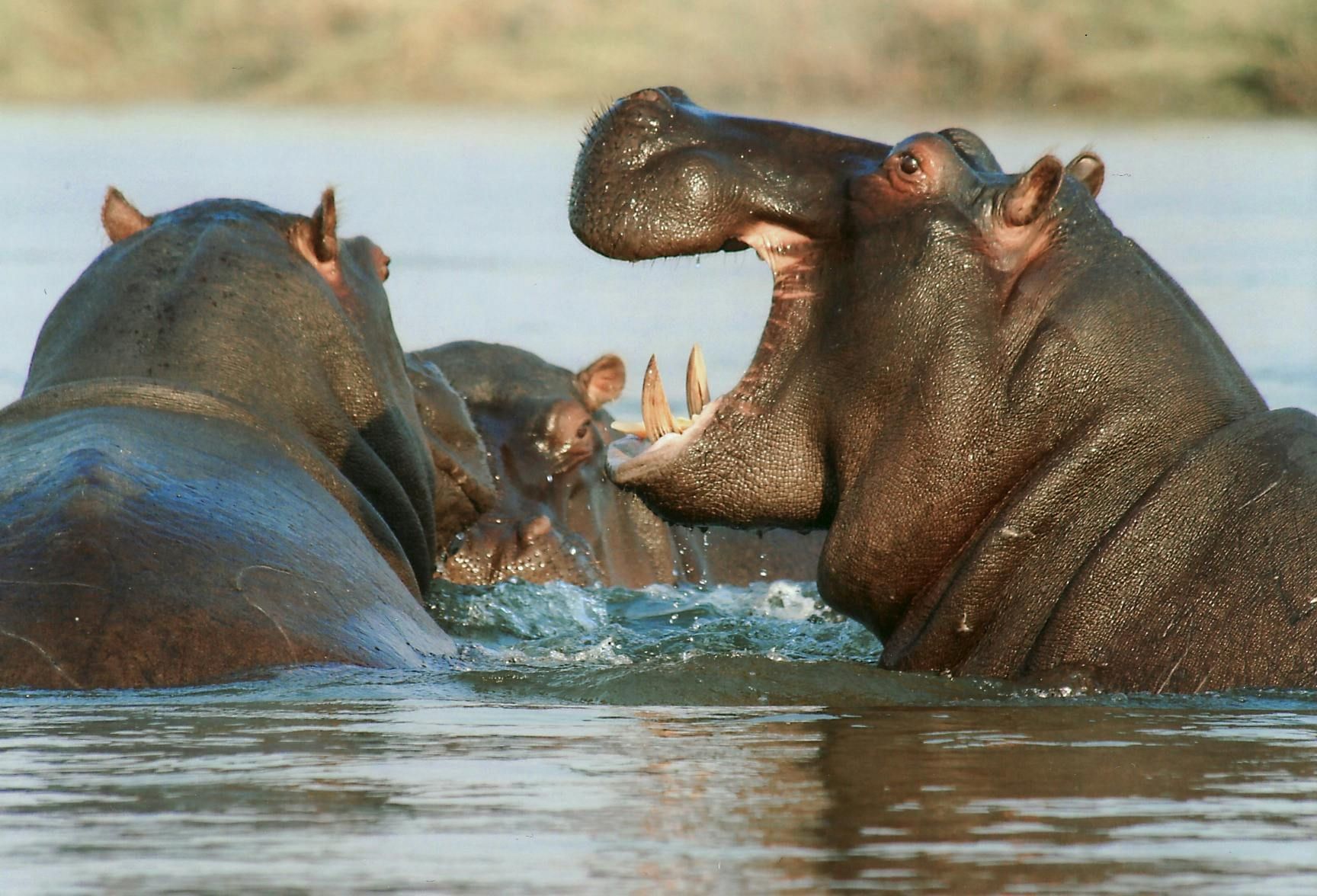 Hippos in water, one with mouth open wide, displaying large teeth, other hippos nearby.