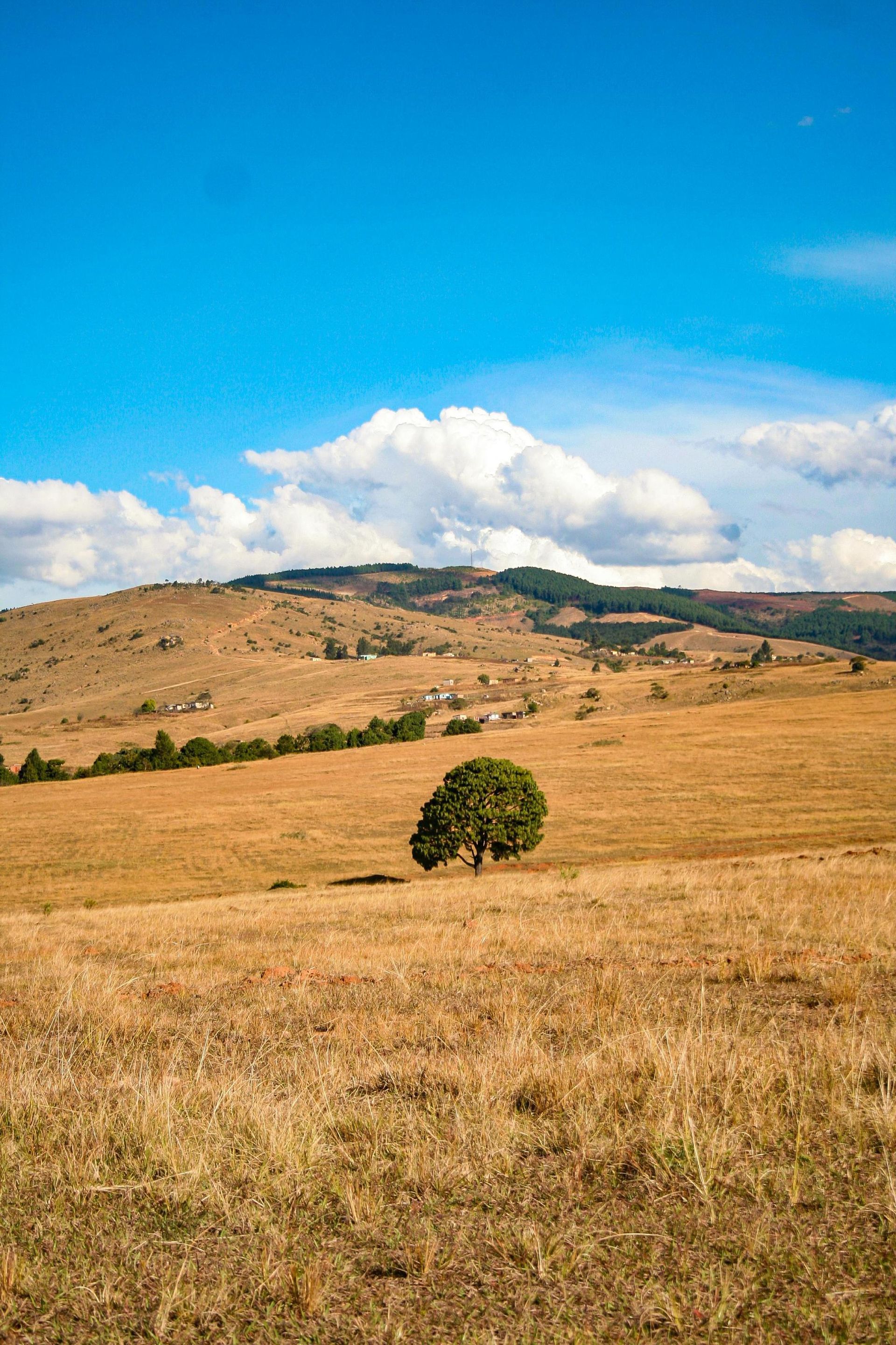 Lone tree in a brown field, hills and blue sky with clouds in the background.