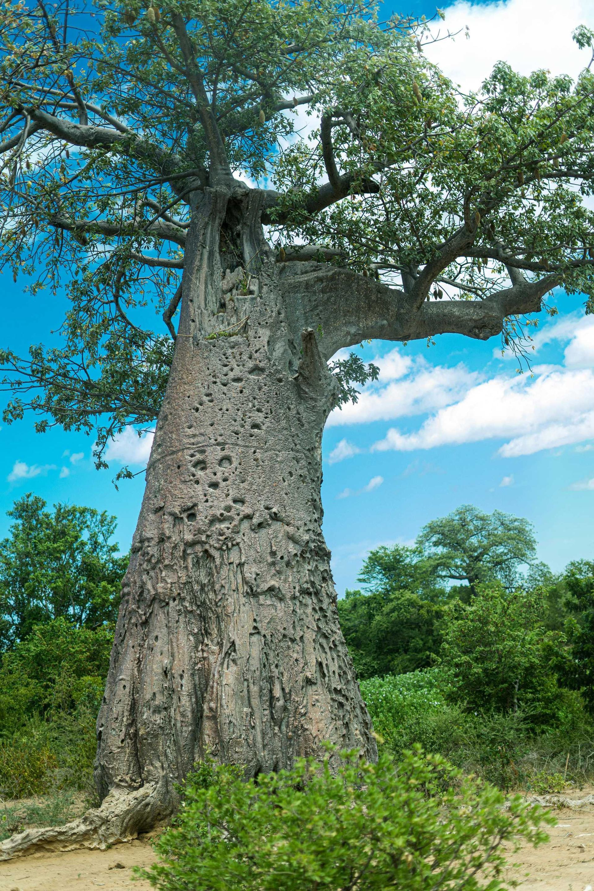 Baobab tree, thick trunk, sparse branches, green leaves, against blue sky with clouds.