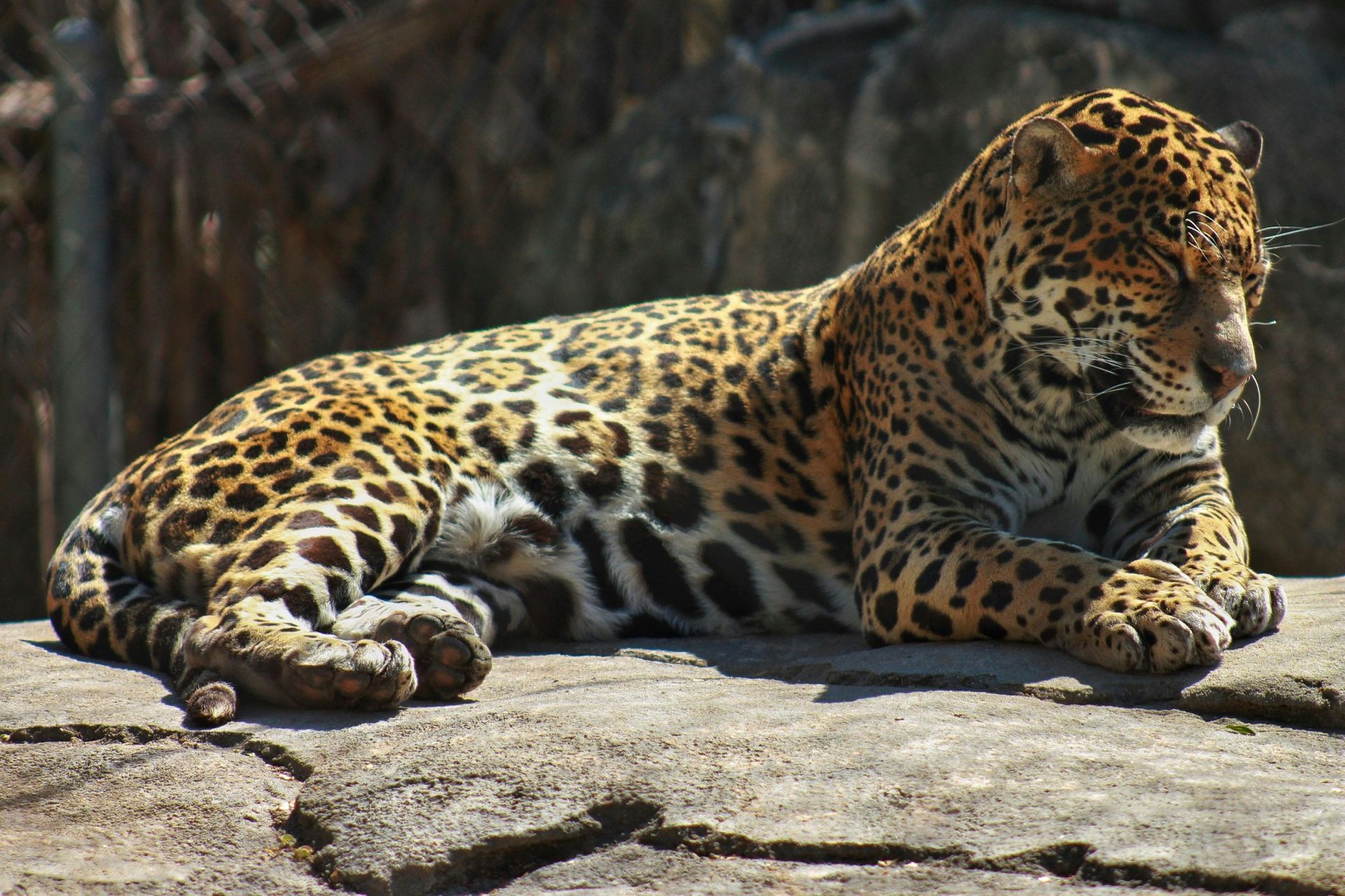 Jaguar with spotted coat resting on a rock in sunlight, eyes closed.
