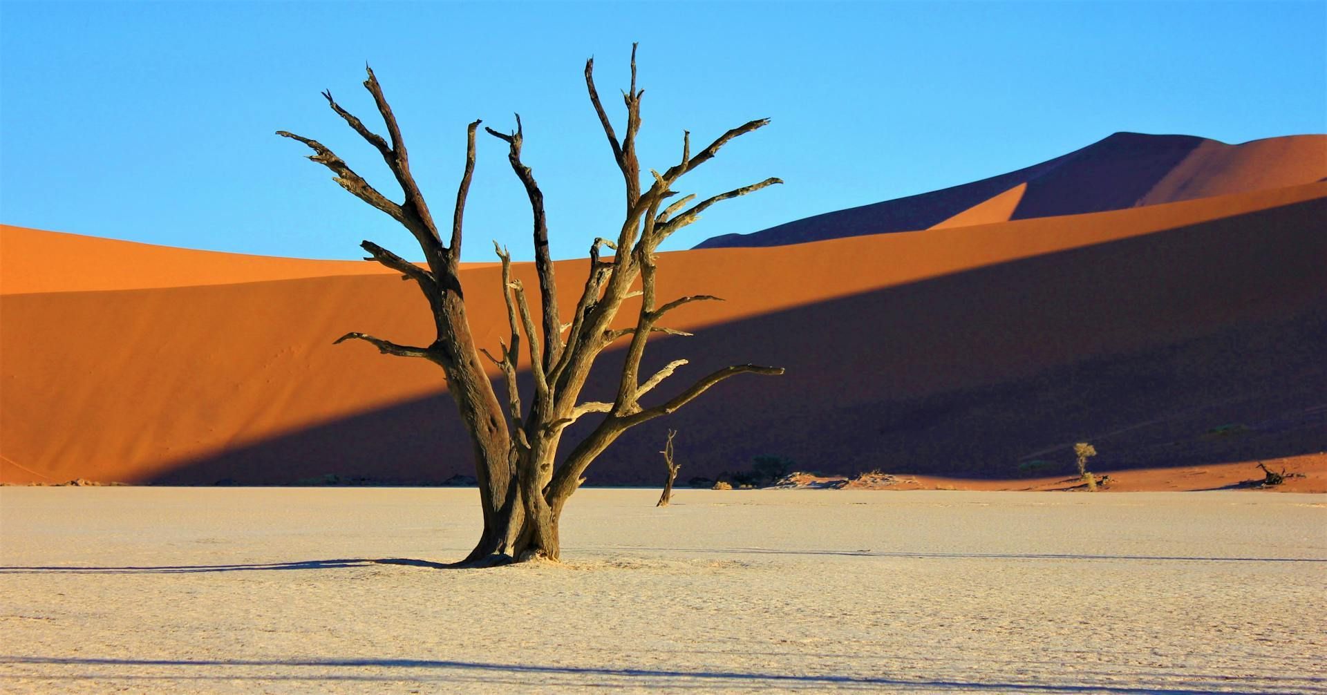 Dead tree in a dry desert basin with tall orange sand dunes and blue sky.